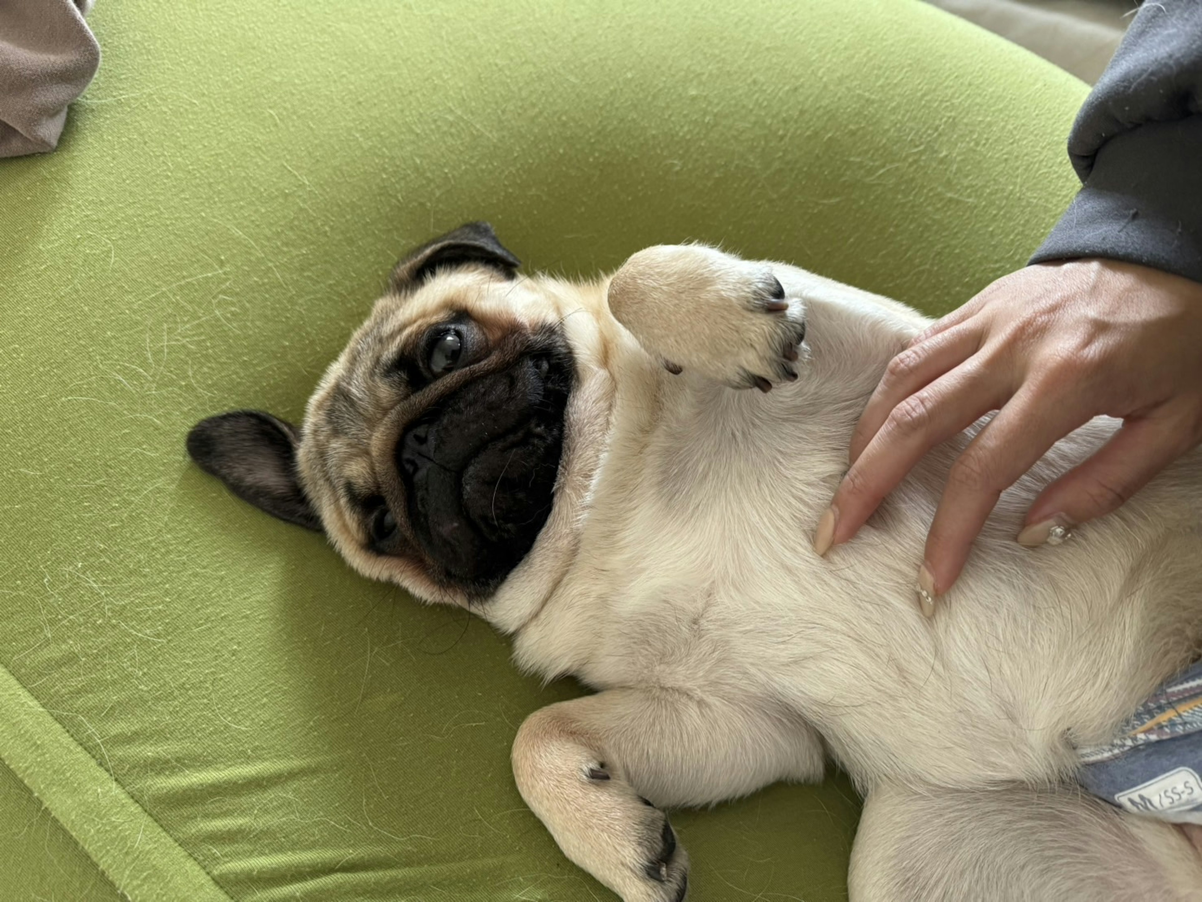 Un carlino sdraiato su un cuscino verde mentre viene accarezzato