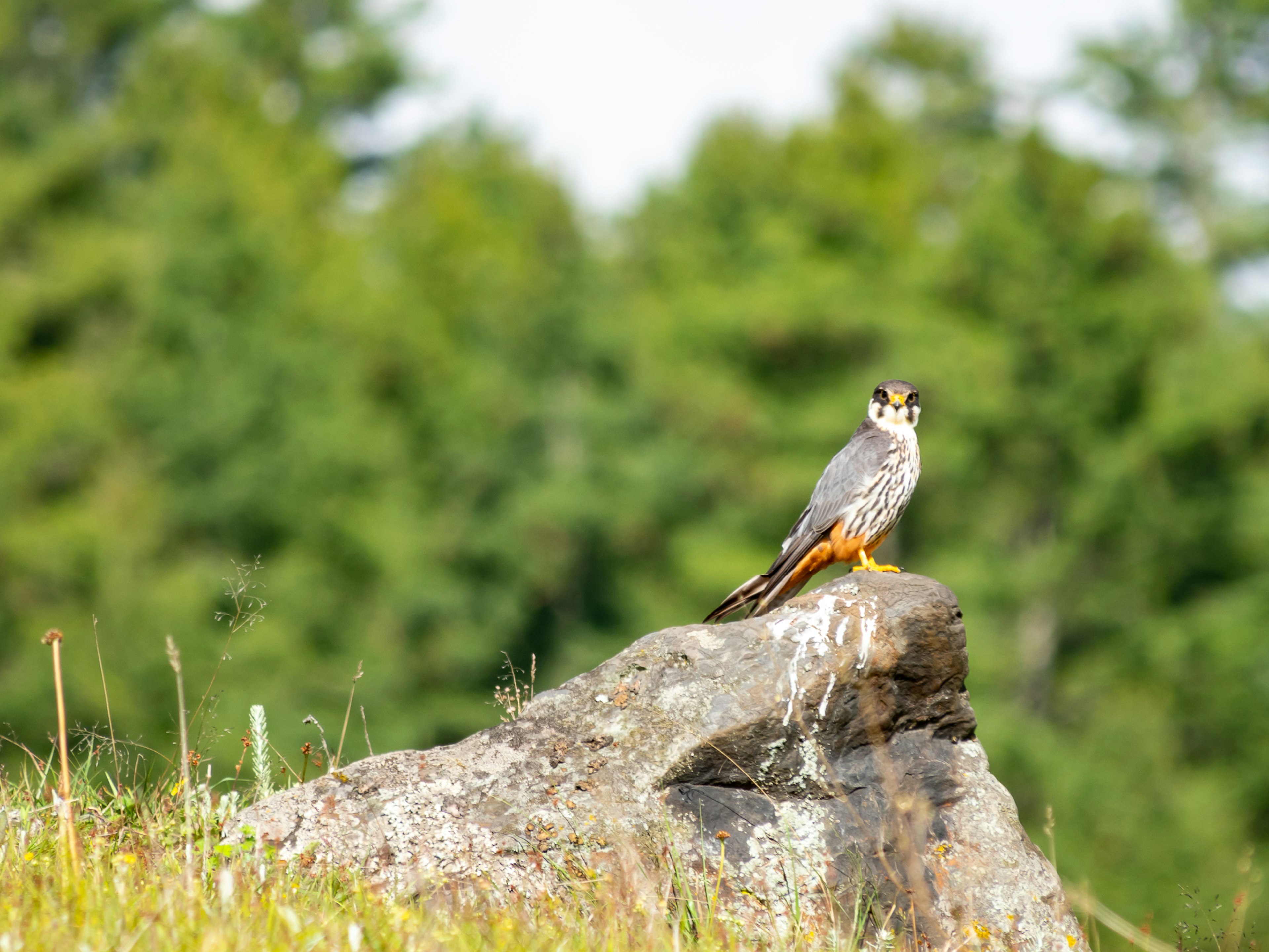 Oiseau perché sur une roche avec des plumes grises et orange frappantes