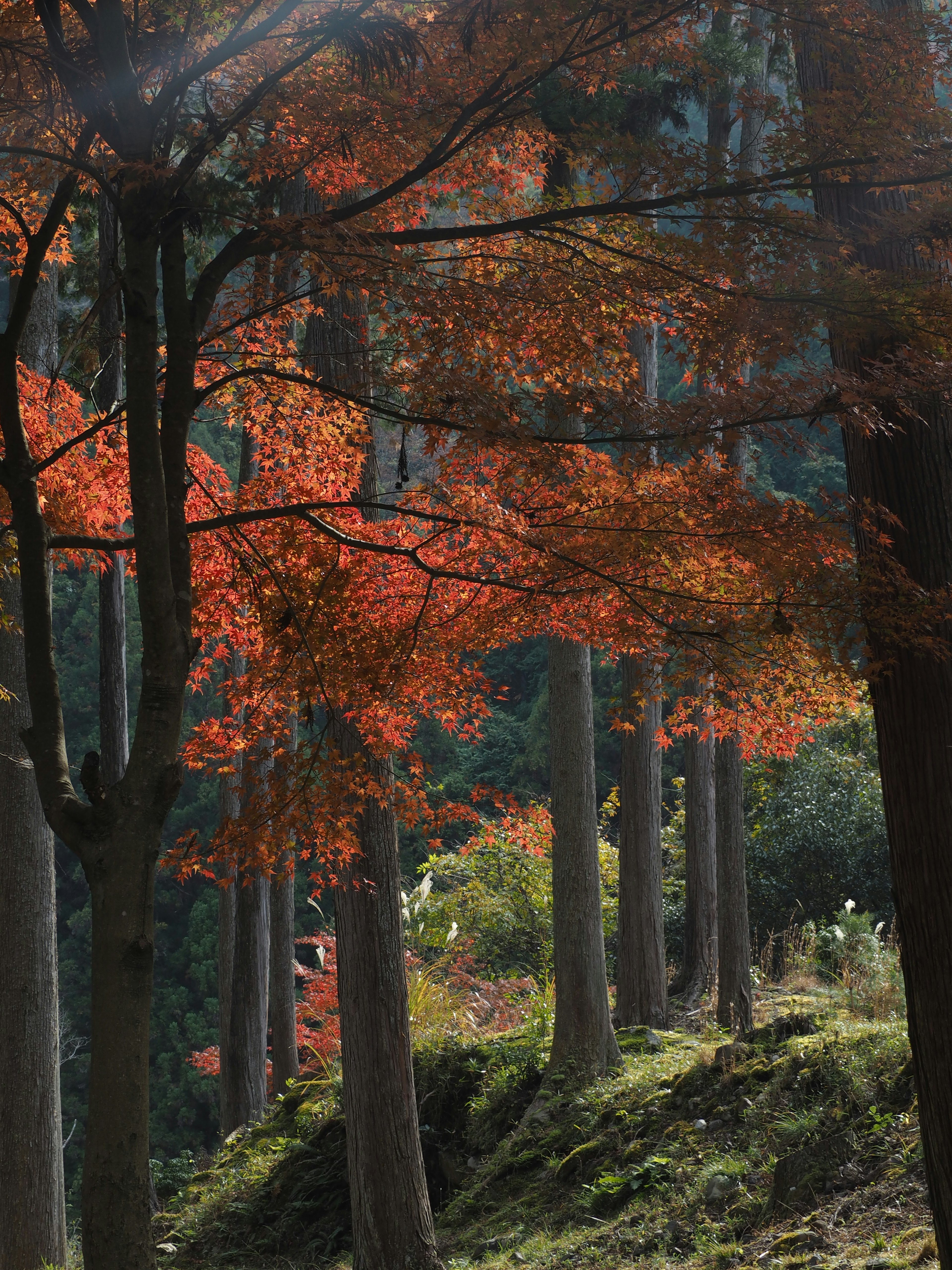 秋の紅葉が美しい森の風景