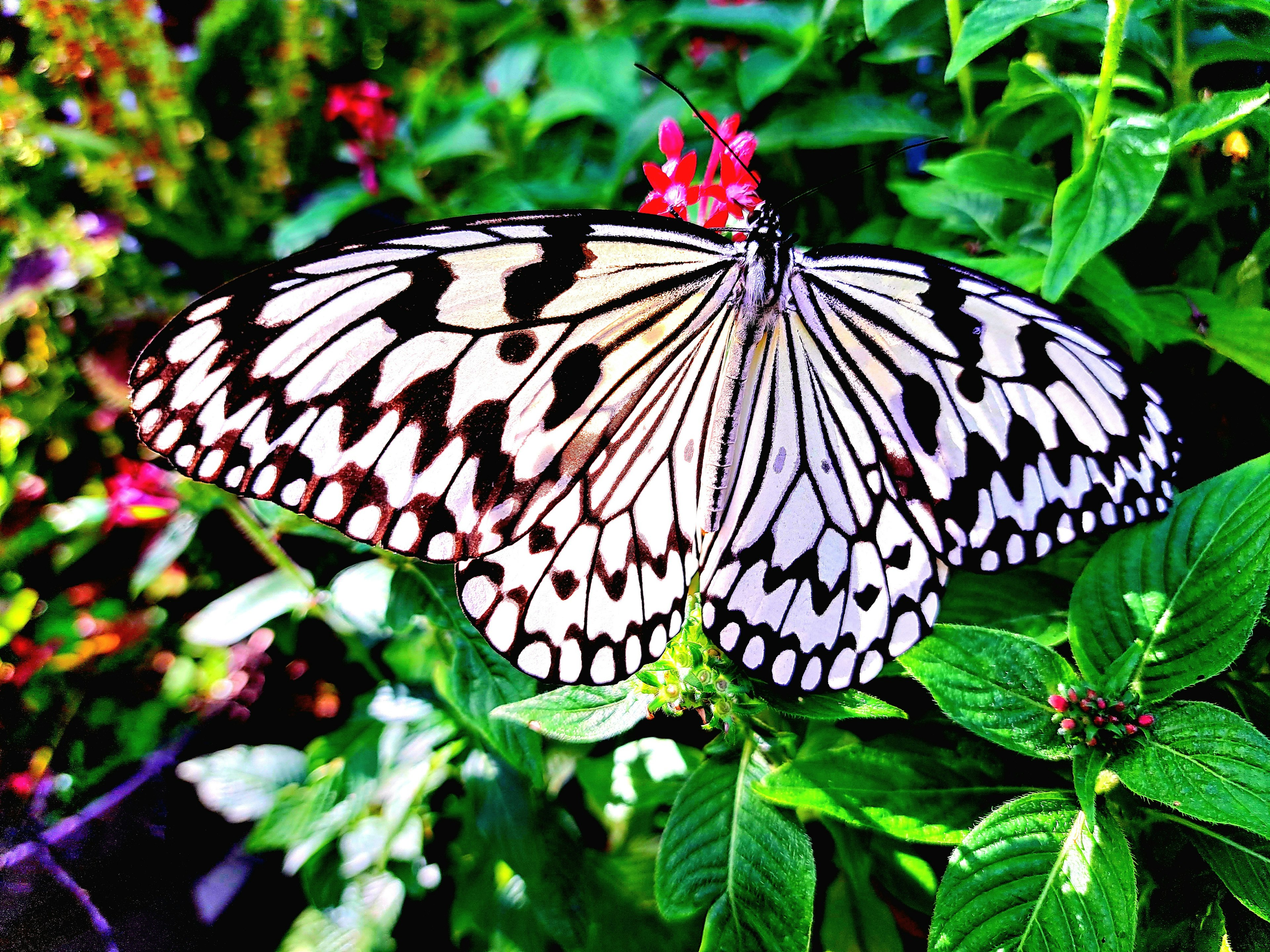 A butterfly with black and white patterns resting on a flower