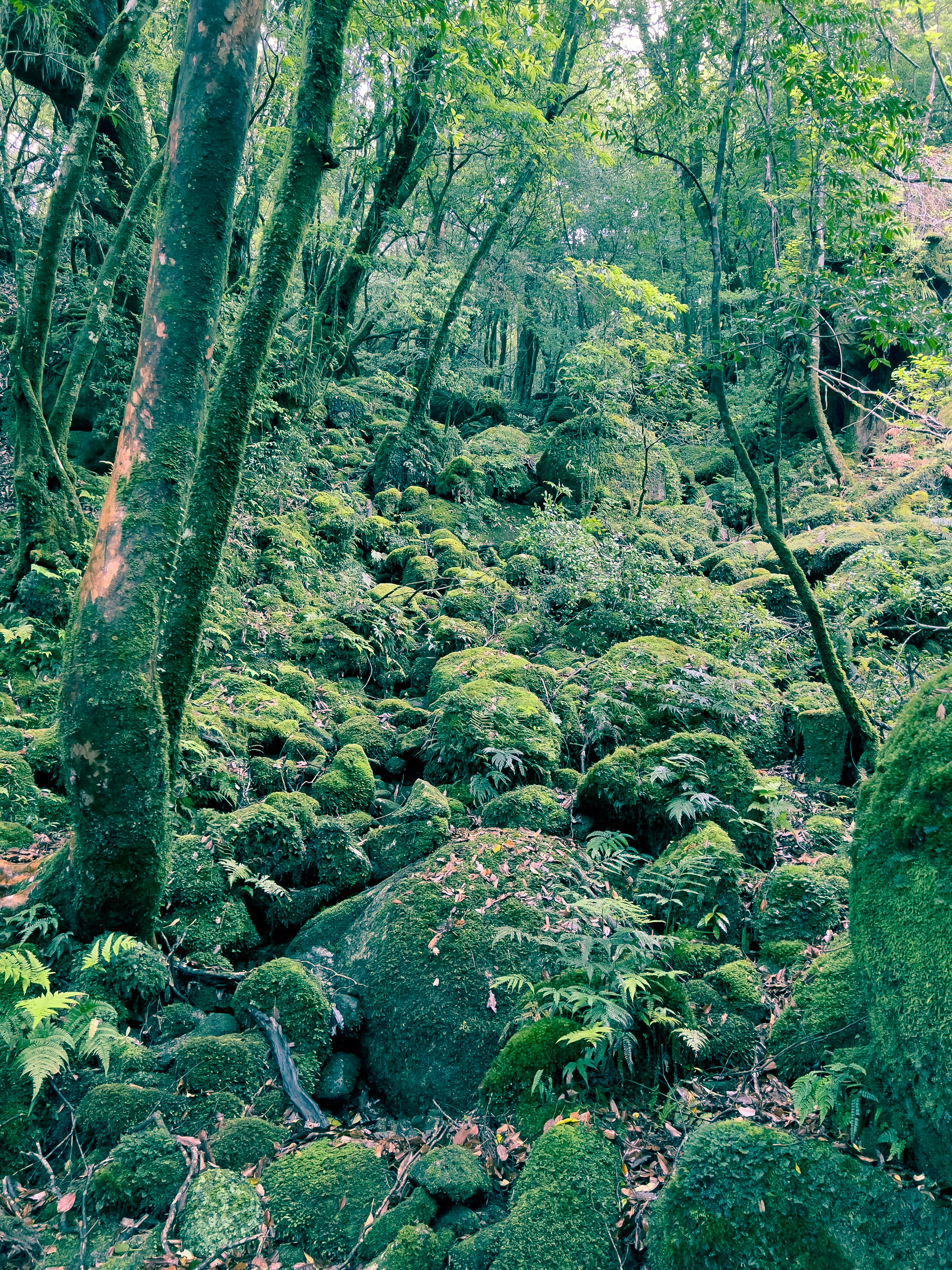 茂密森林场景，覆盖苔藓的岩石和树木