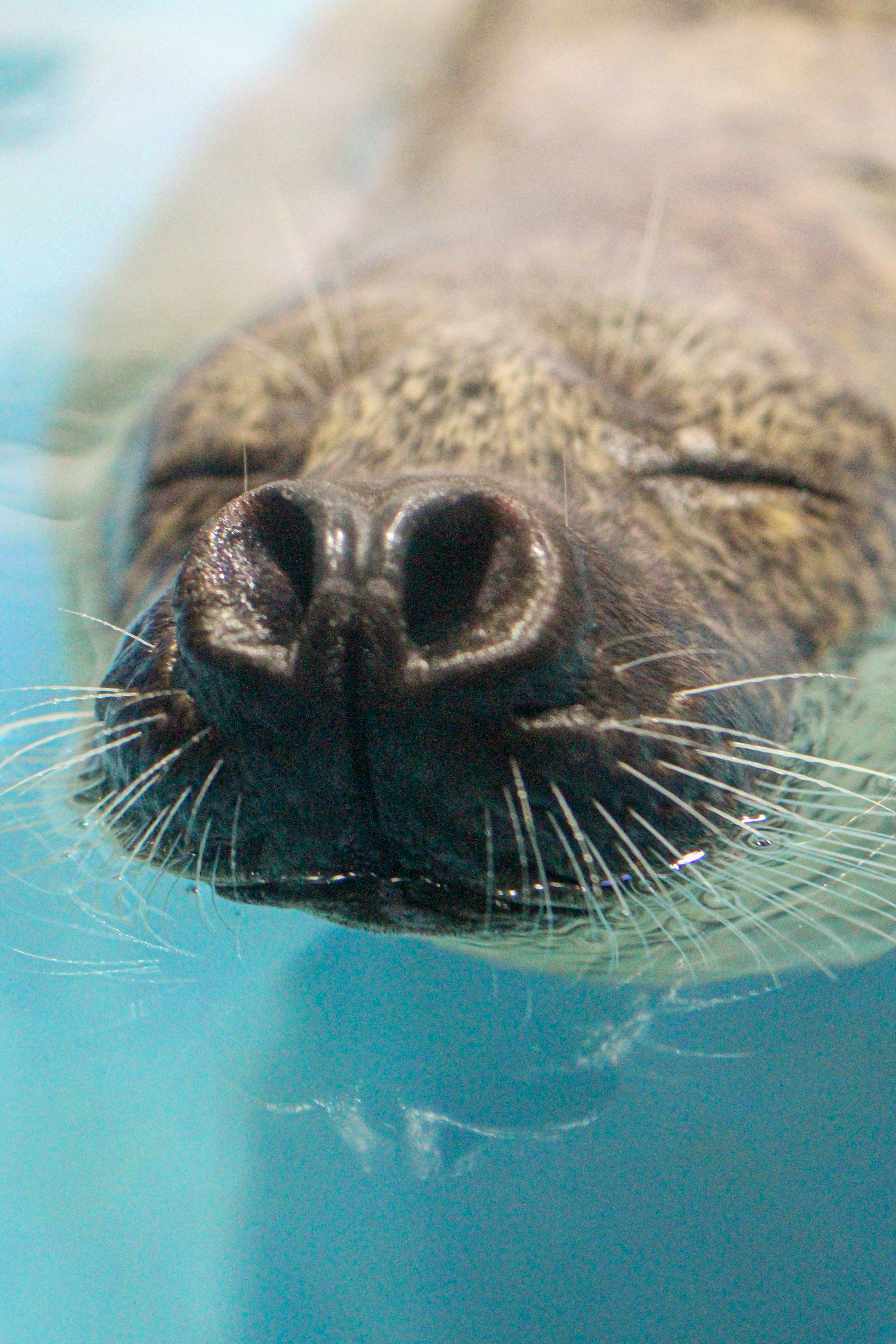 Close-up wajah anjing laut dengan mata tertutup di bawah air