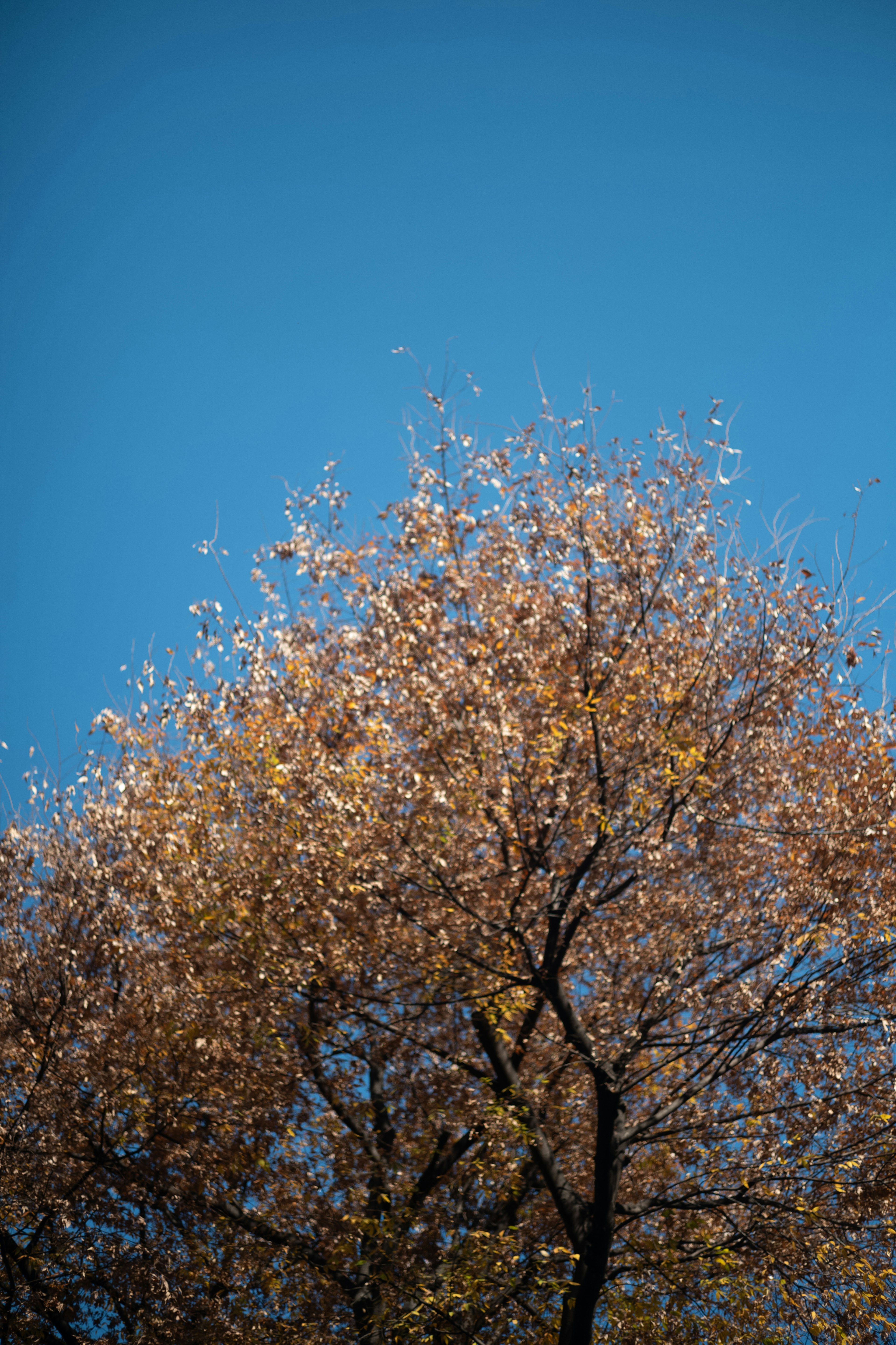 Obere Teil eines Baumes mit Herbstblättern unter einem blauen Himmel