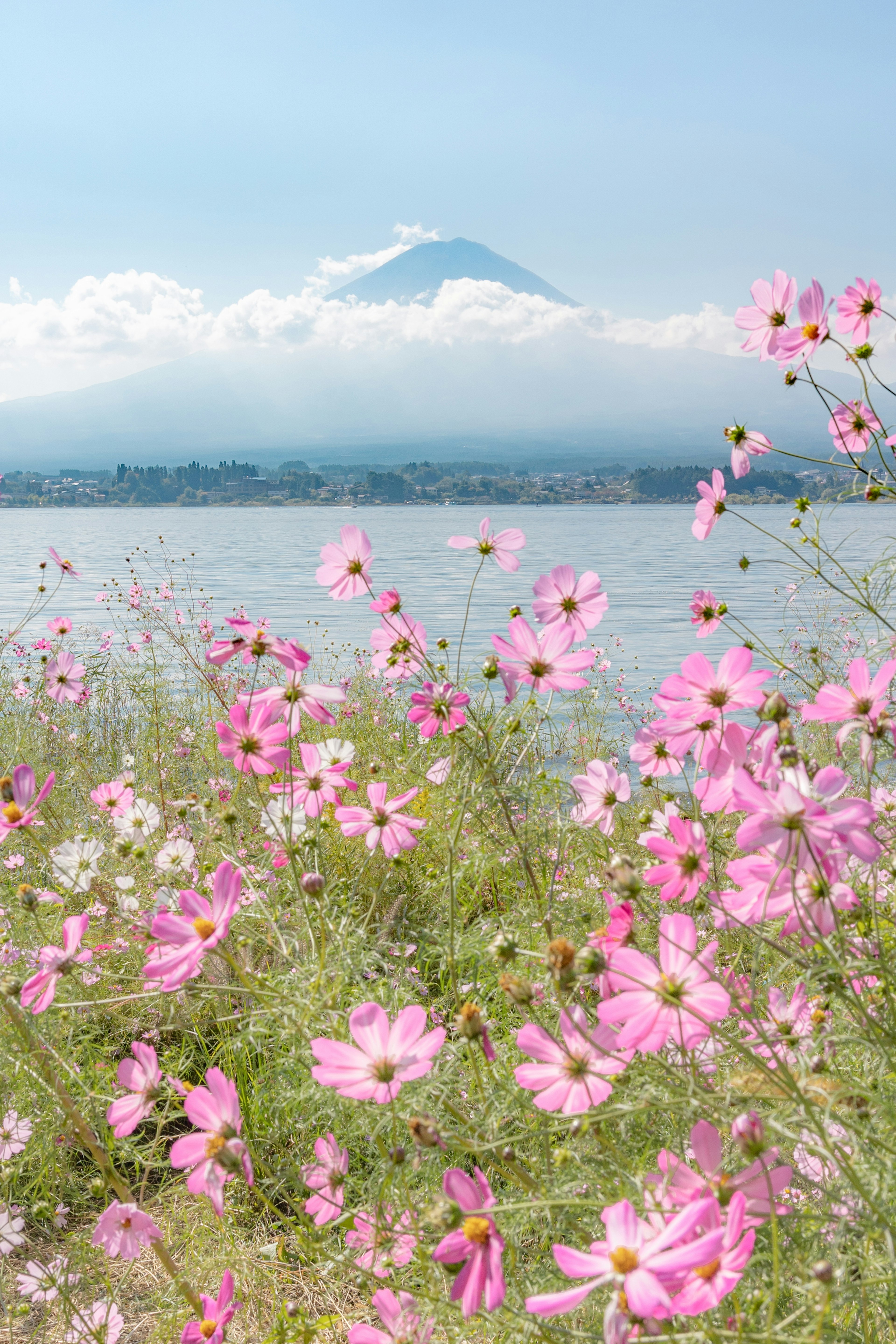 富士山を背景に咲くコスモスの花々と湖の風景