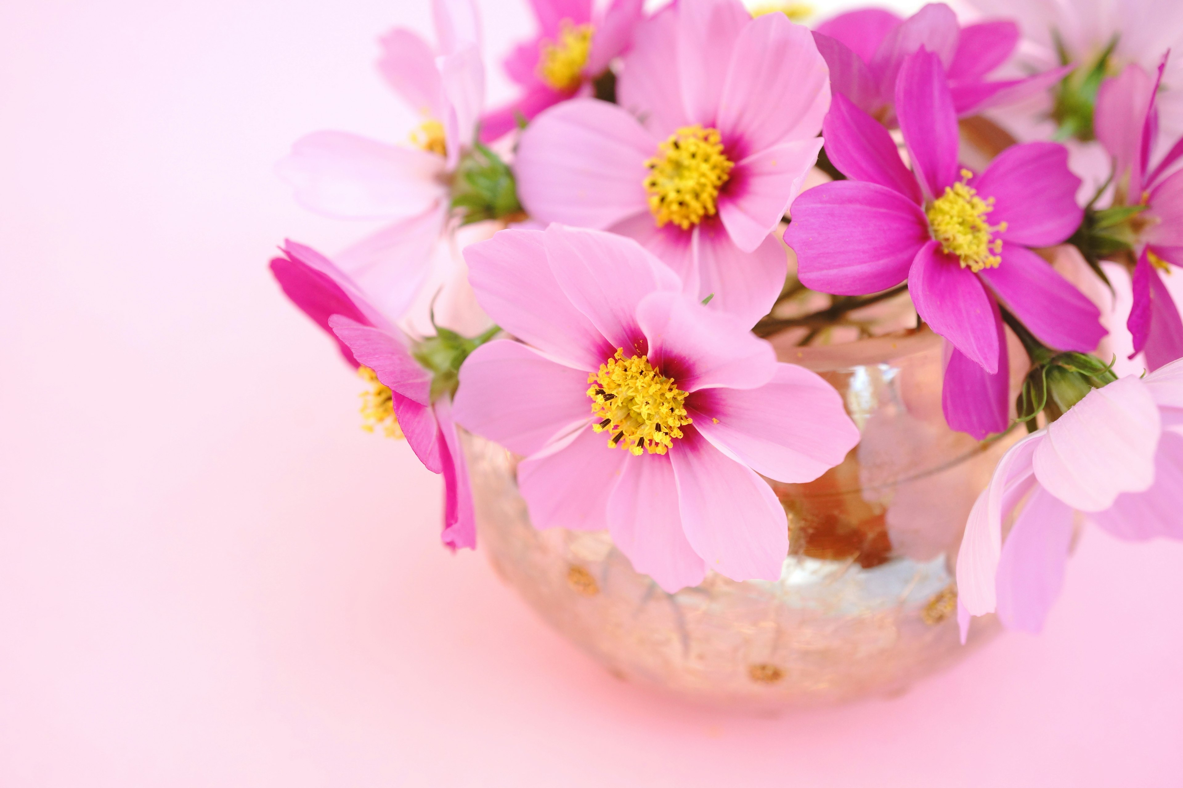 Flores rosas y blancas en un jarrón sobre un fondo rosa