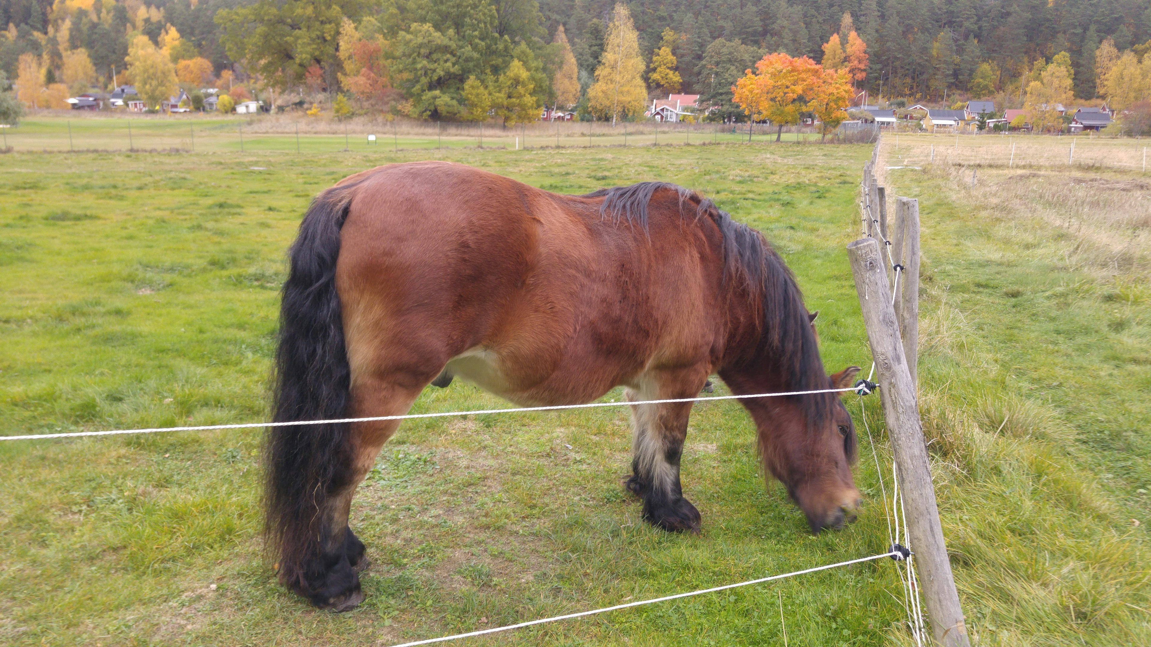 A brown horse grazing near a fence in a grassy field