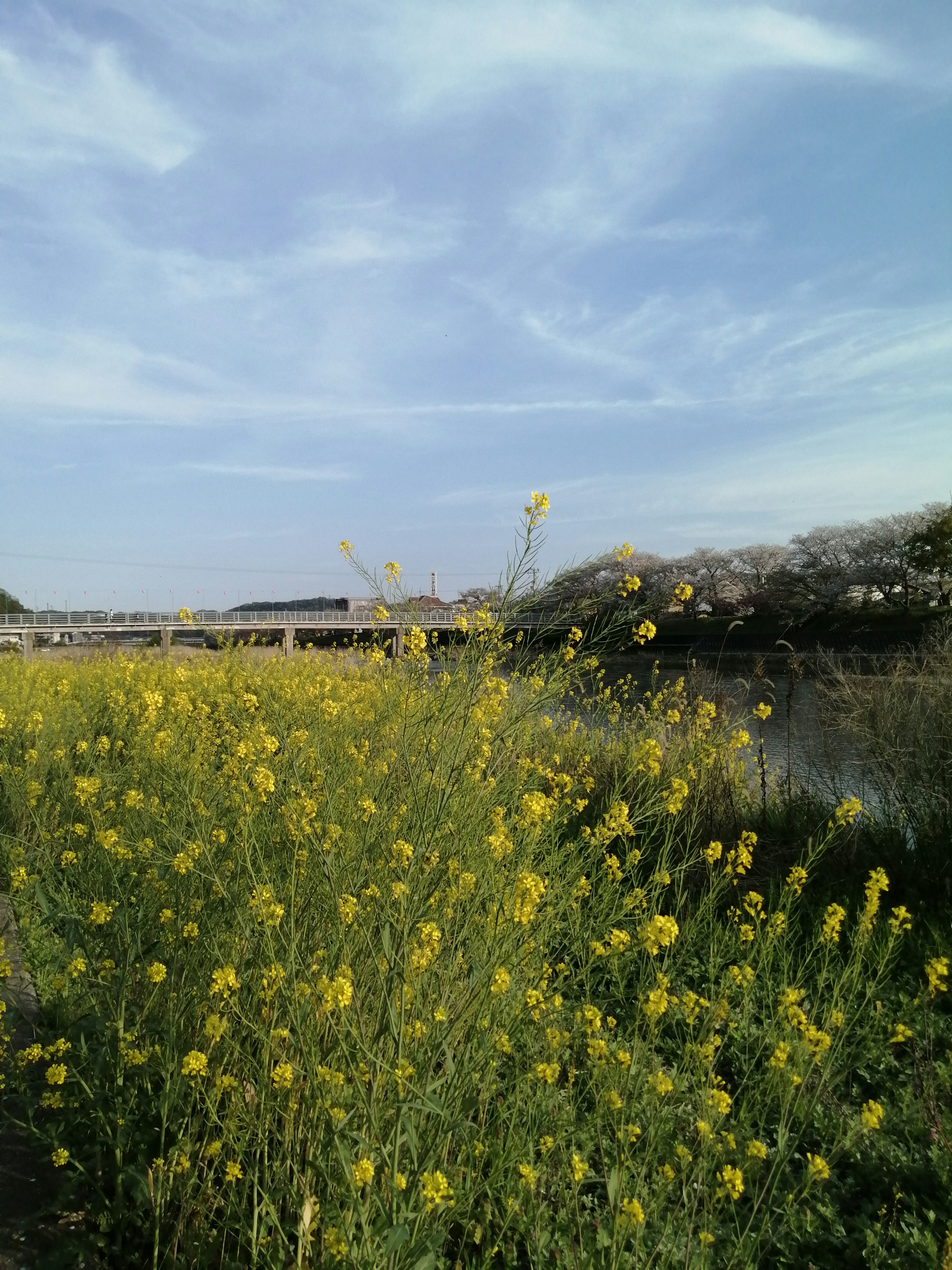 Landschaft mit gelben Blumen unter einem blauen Himmel