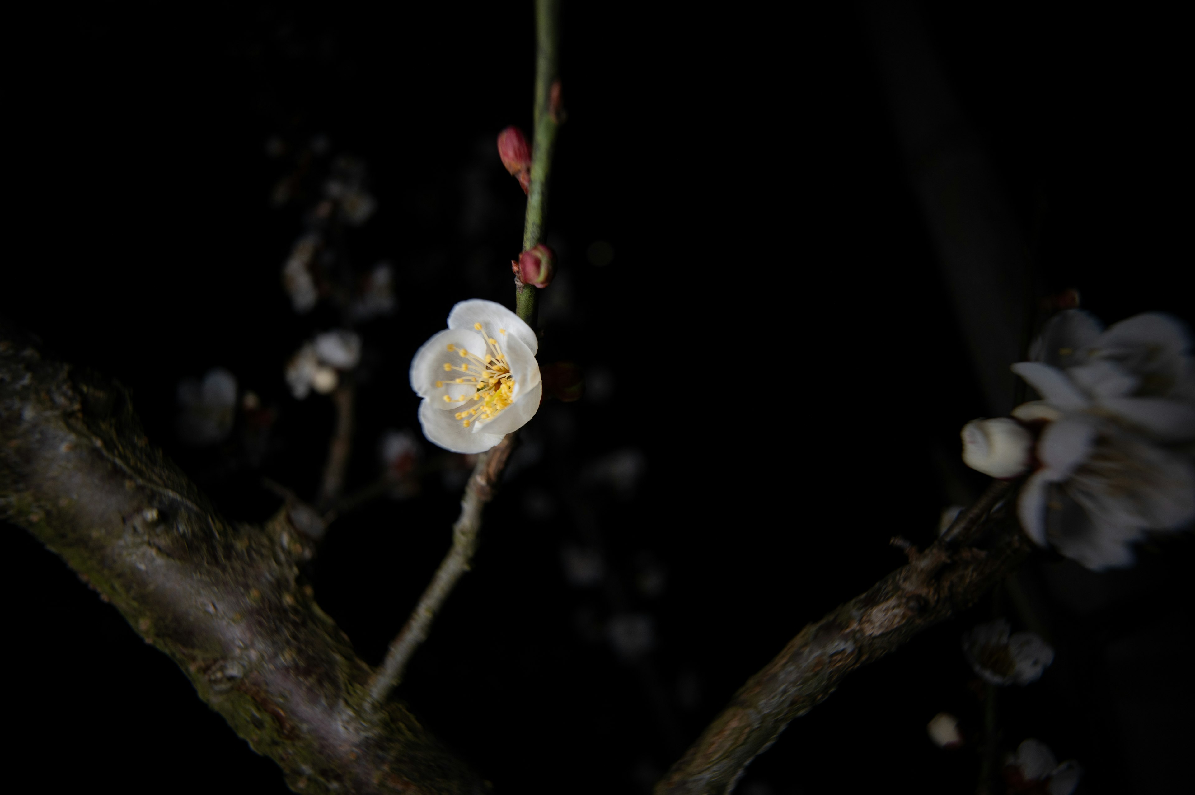 Flor de ciruelo blanca y brotes floreciendo en la oscuridad