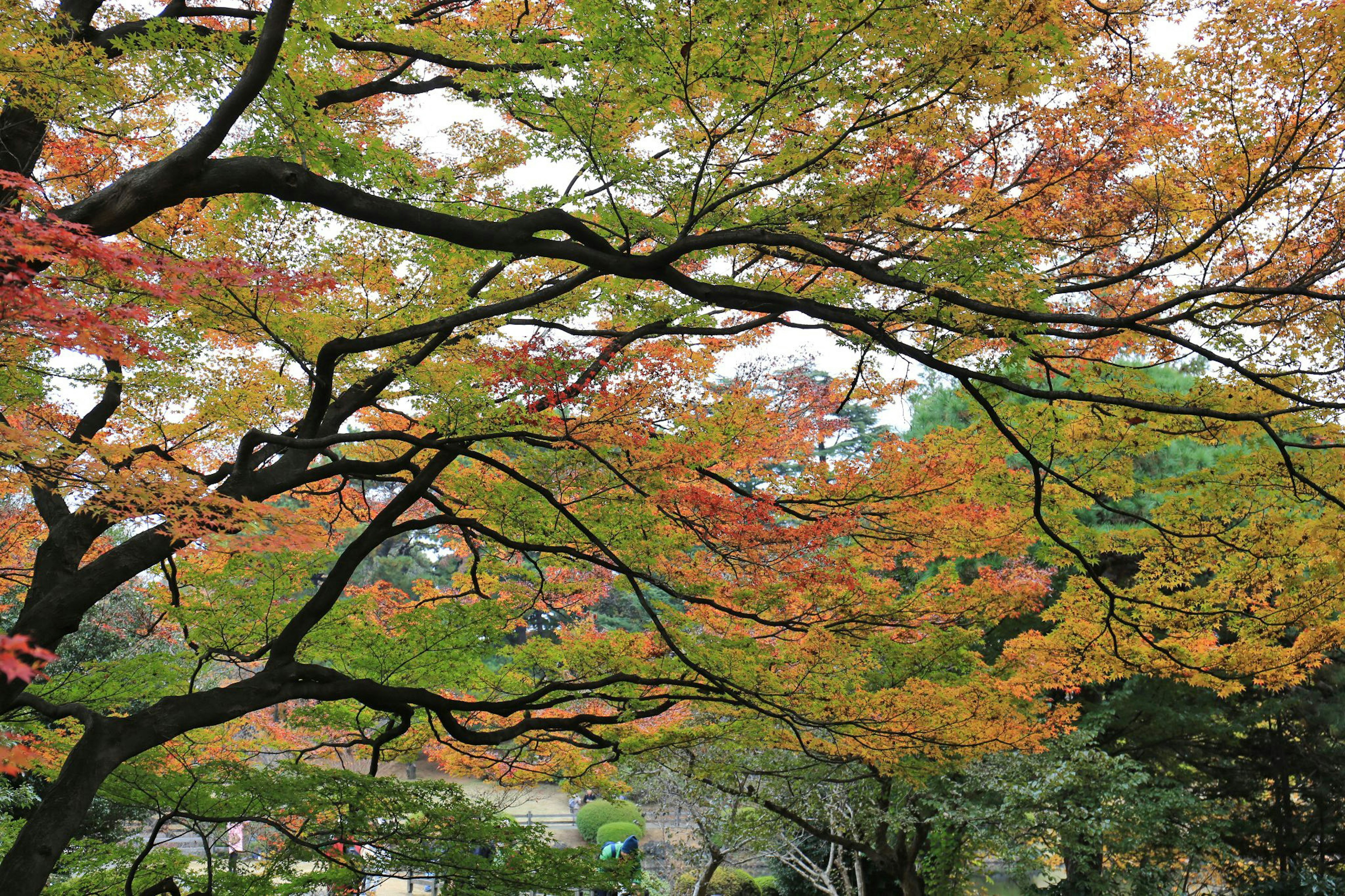 Beautiful autumn foliage with colorful leaves and branches