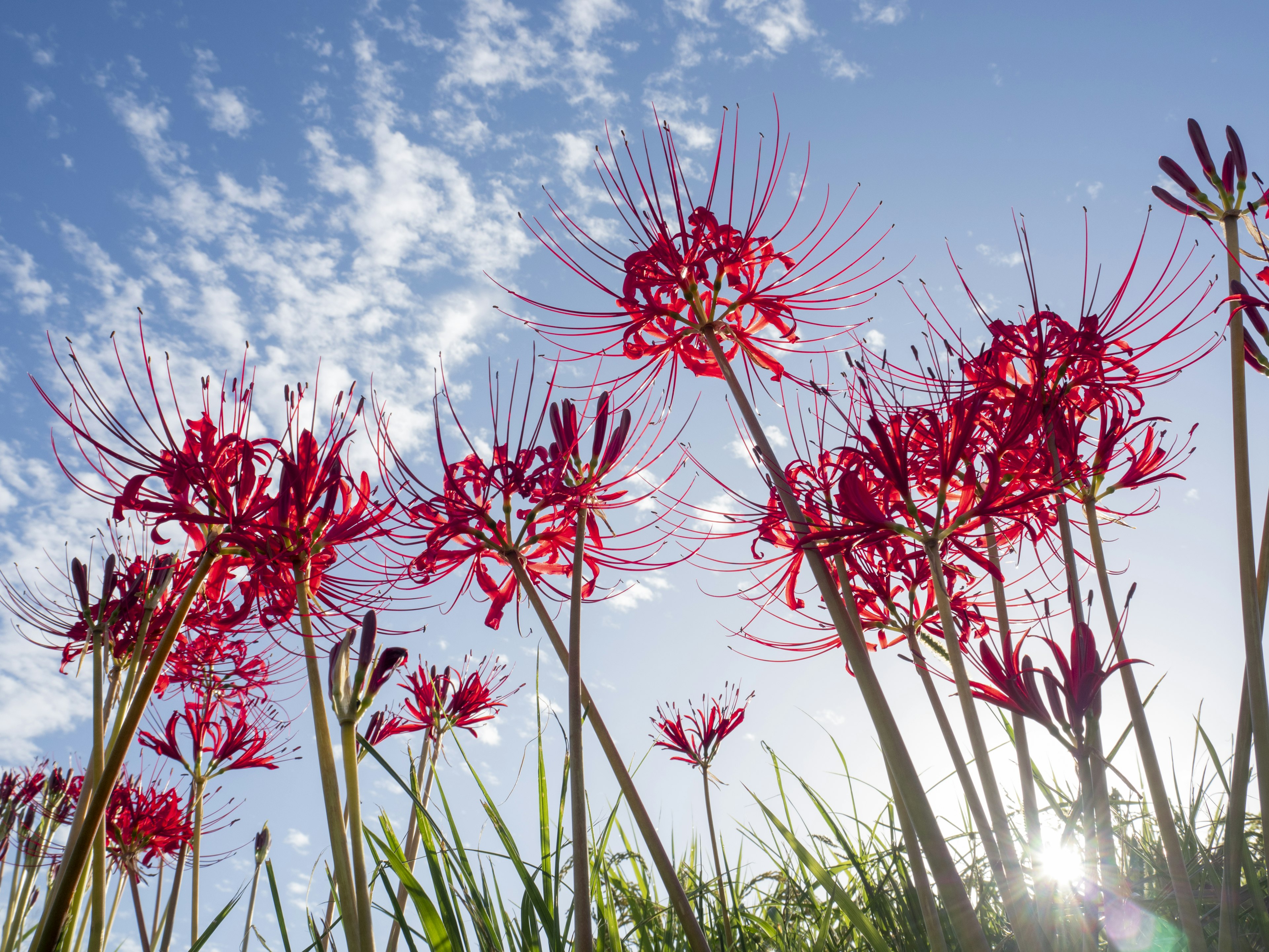 Red spider lilies blooming under a blue sky