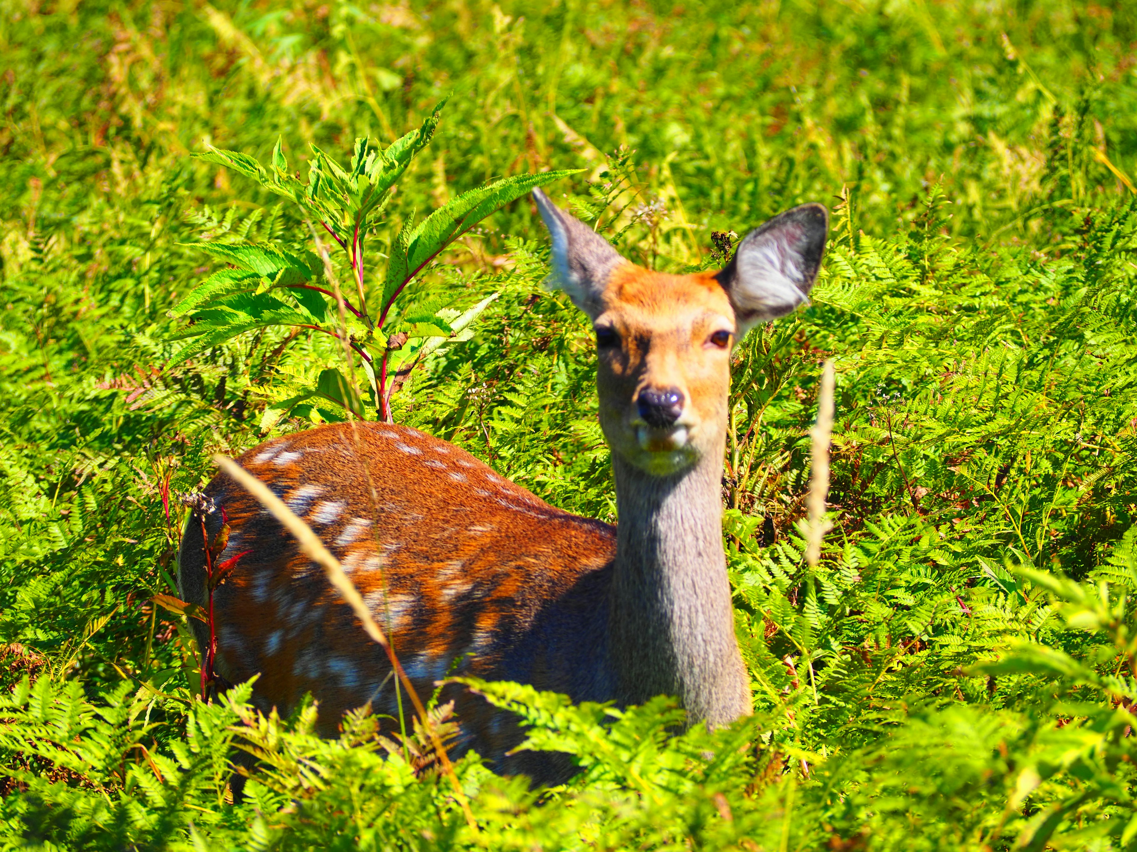 A small deer gazing curiously amidst lush green ferns