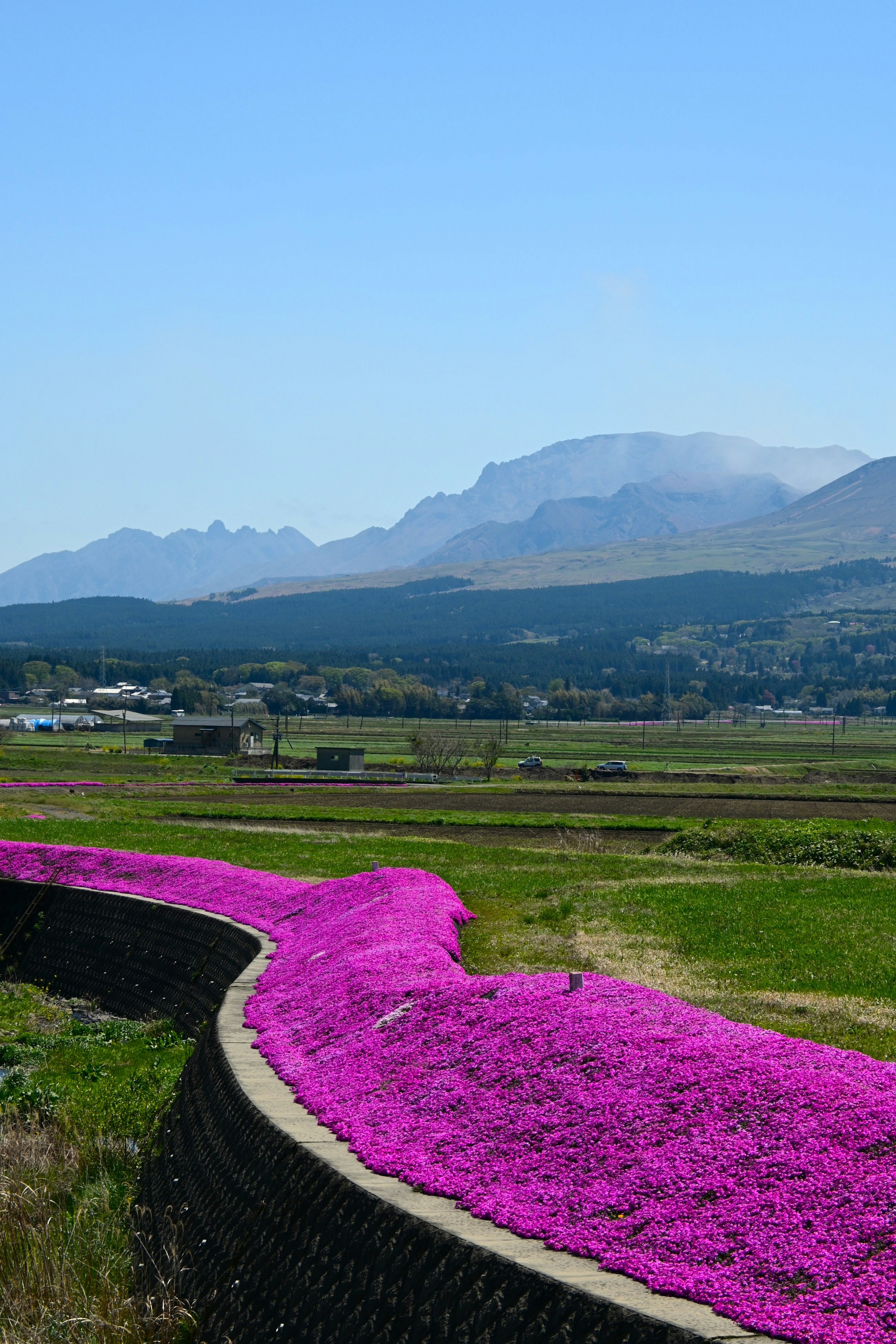 Vibrant pink flowers lining a curved path with mountains in the background