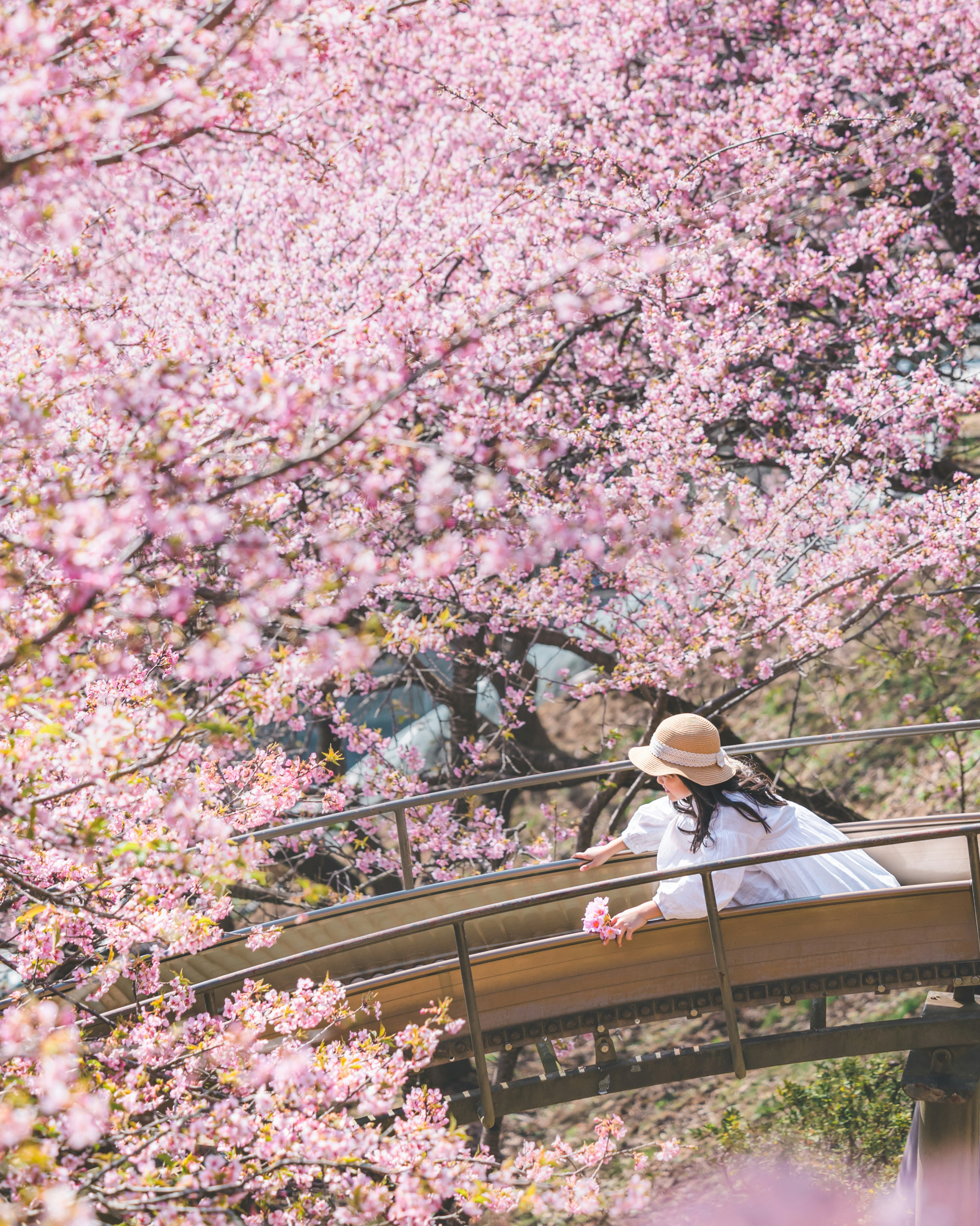 桜の木の下で橋に座る女性の後ろ姿