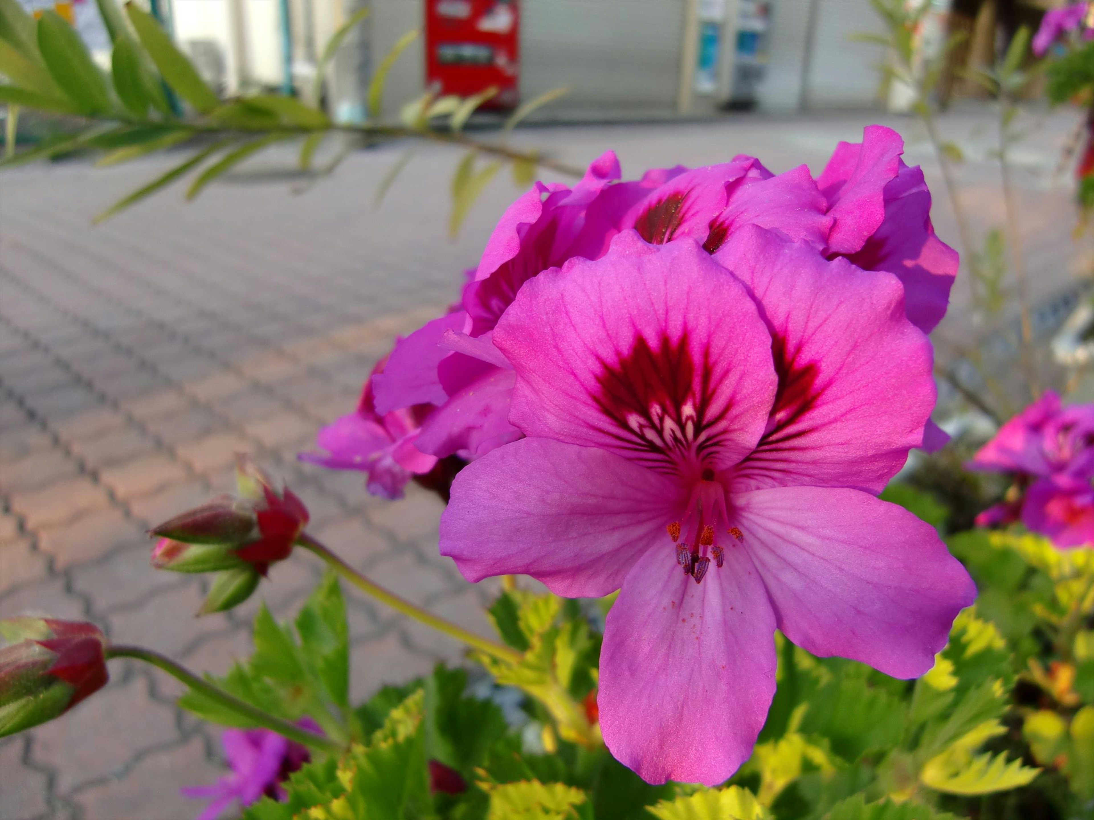 Vibrant pink flower in full bloom with dark center