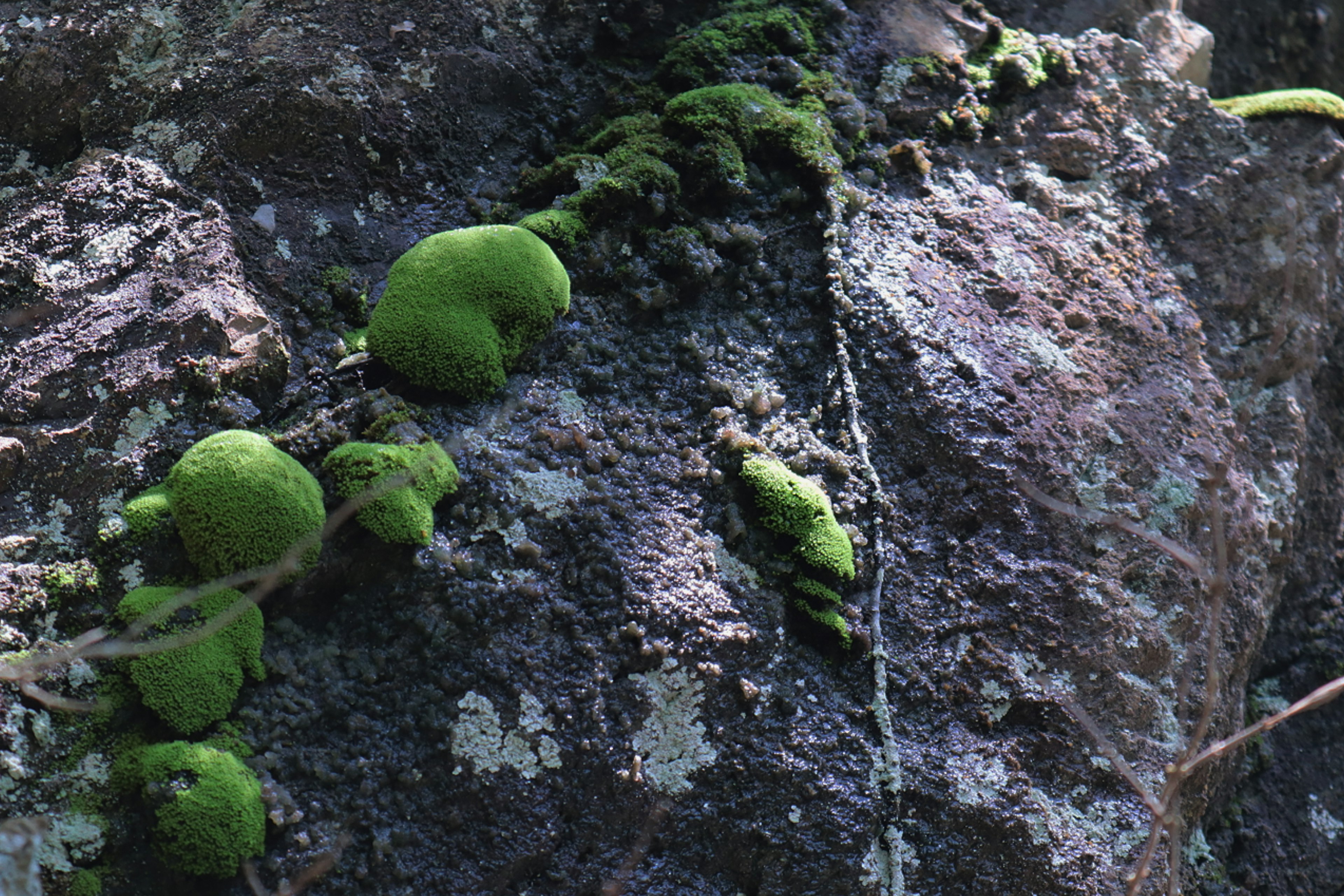 Nahaufnahme von grünem Moos und kleinen Pflanzen auf einem Felsen