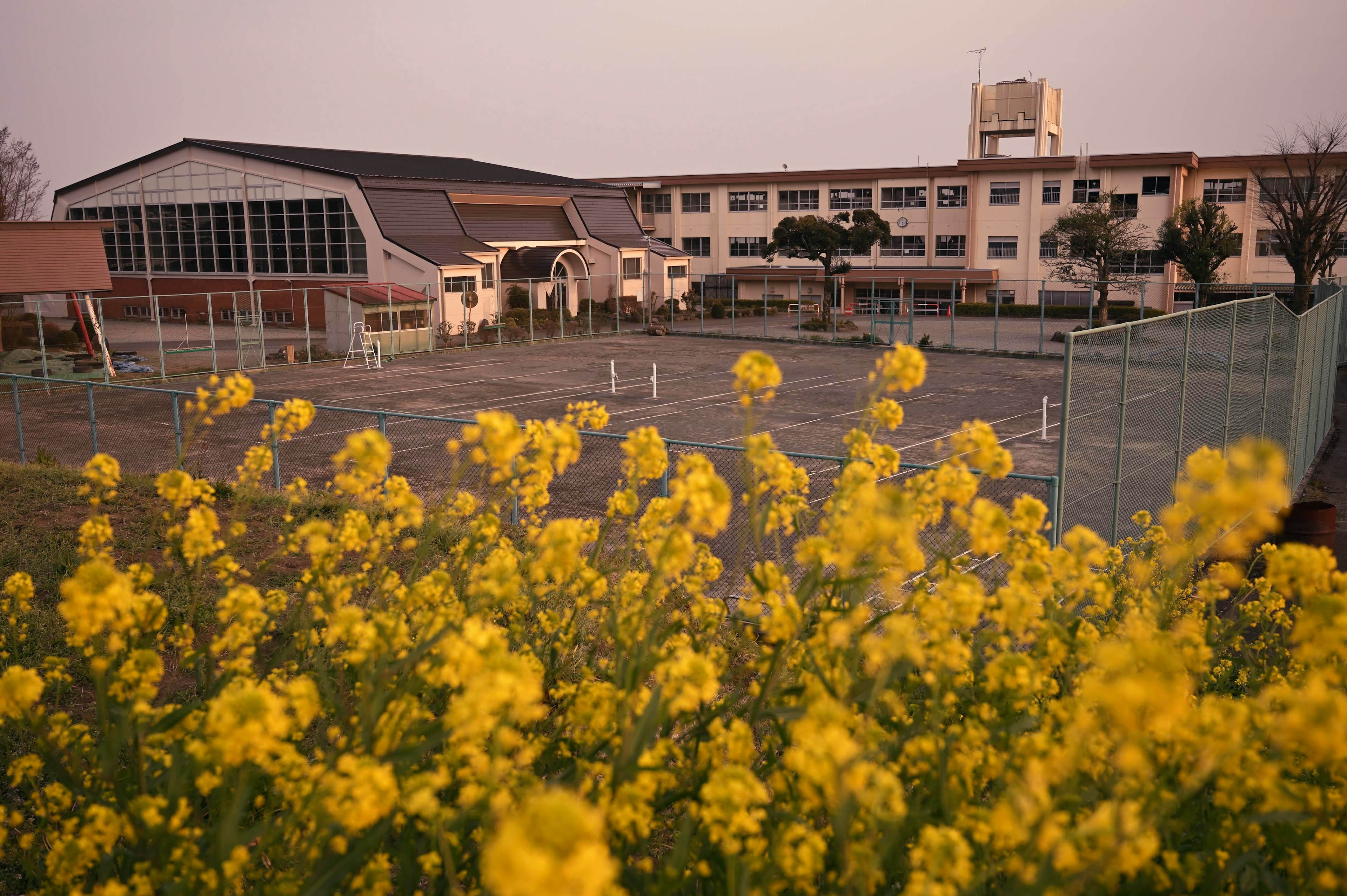 Lapangan bunga canola kuning di depan gedung sekolah