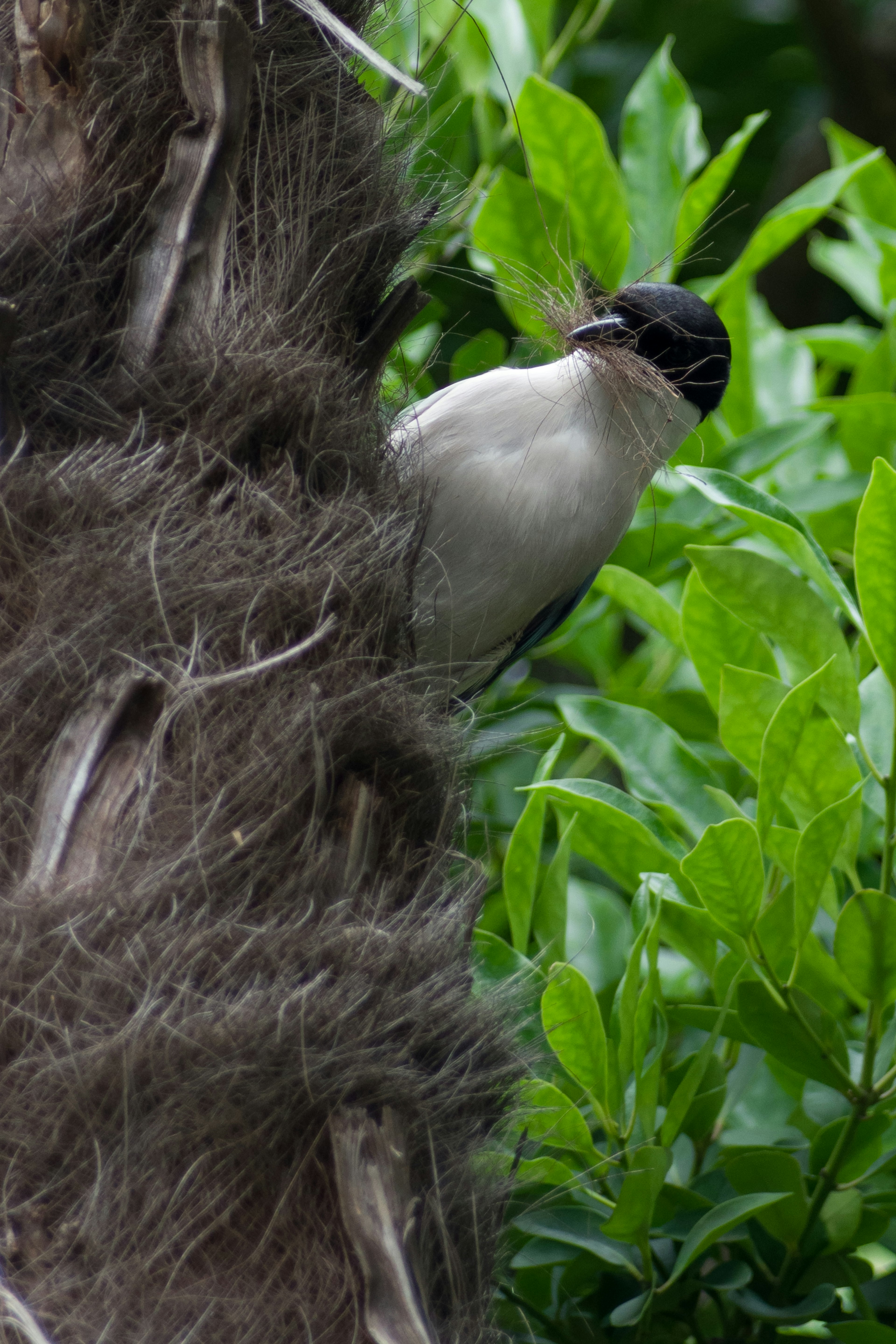 Un petit oiseau émergeant derrière un tronc d'arbre entouré de feuilles vertes