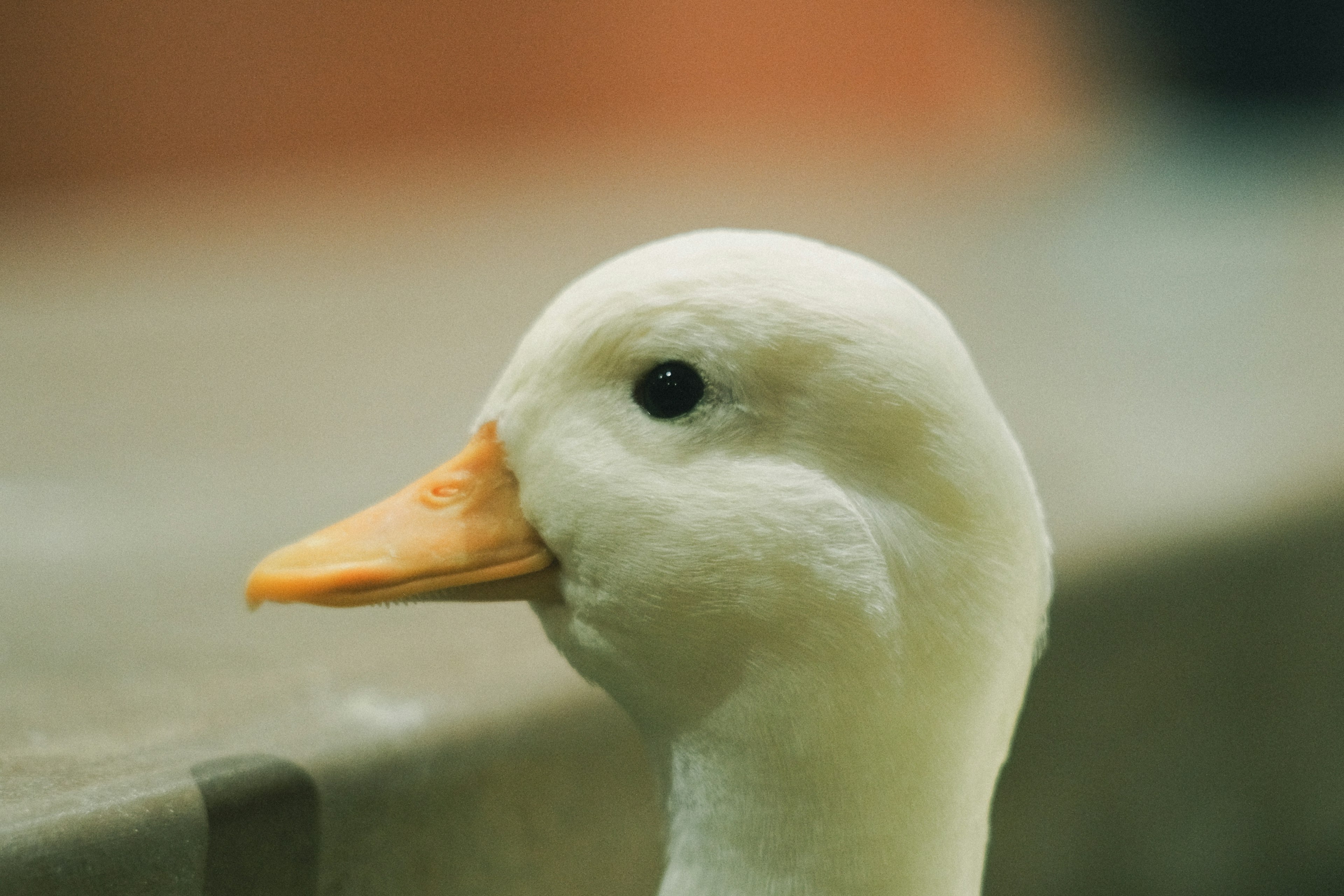 Gros plan sur la tête d'un canard blanc avec un œil distinctif