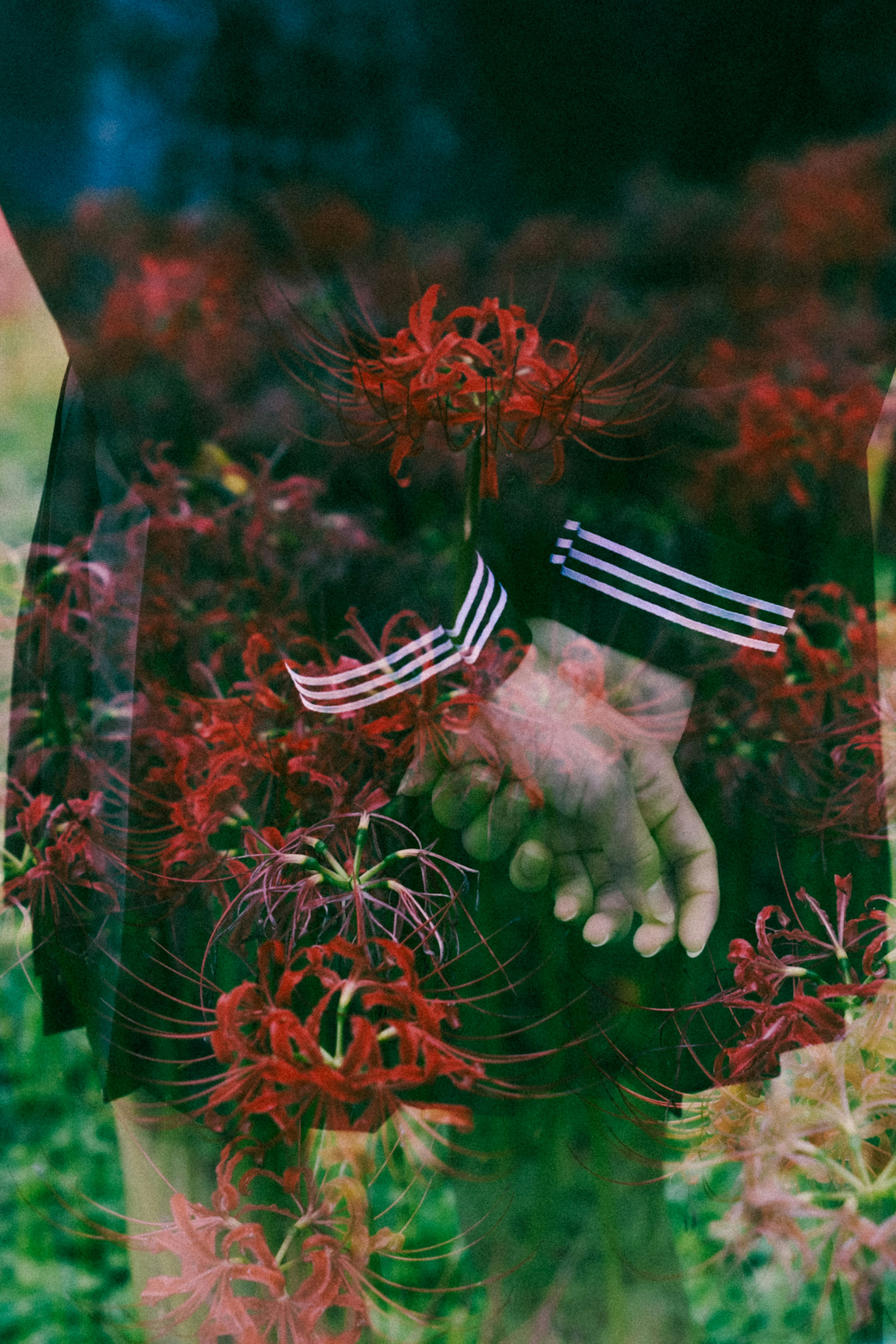 A hand surrounded by red flowers with a black-sleeved garment in a vibrant setting