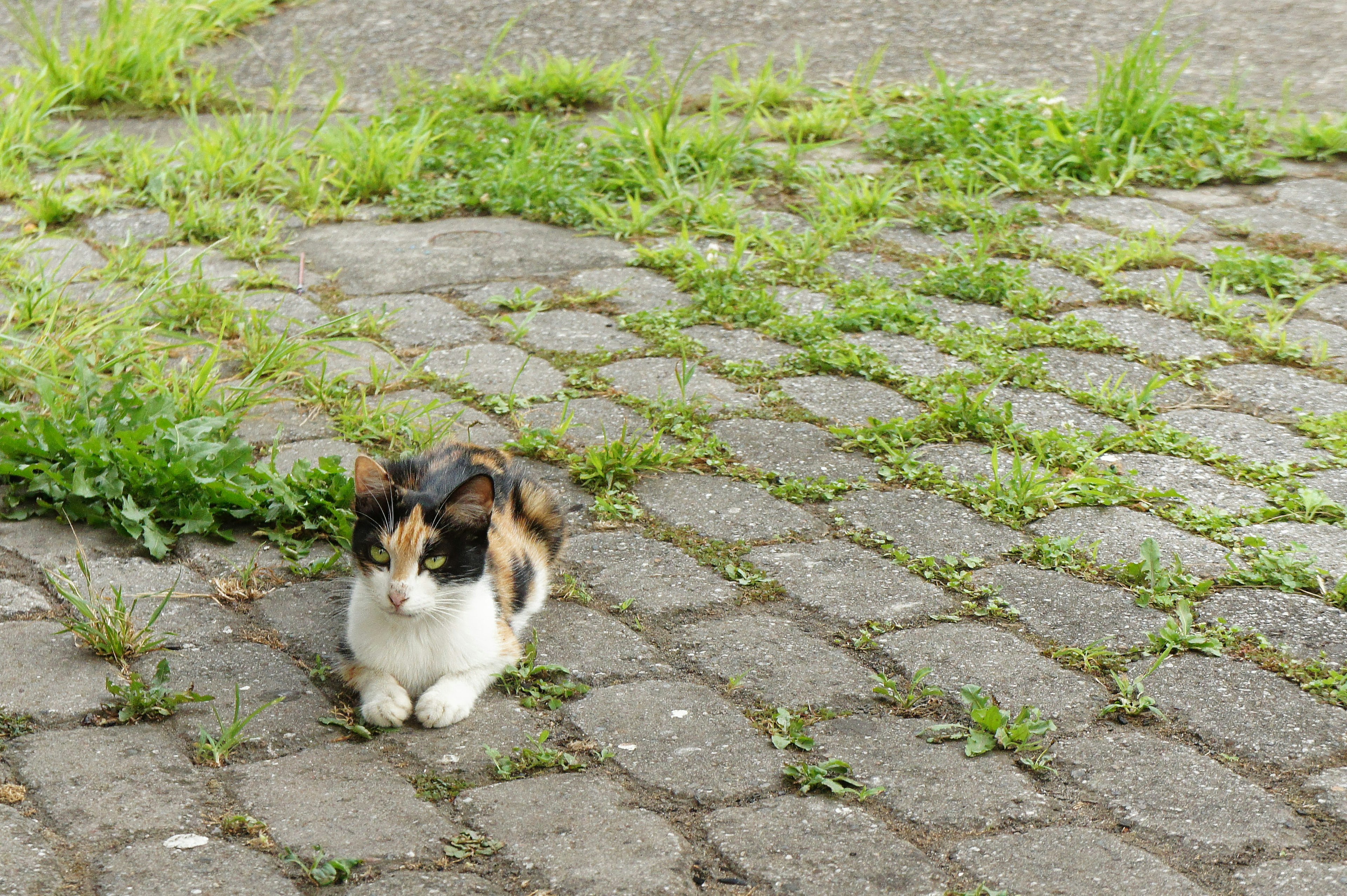 Calico cat lying on cobblestone with grass surrounding