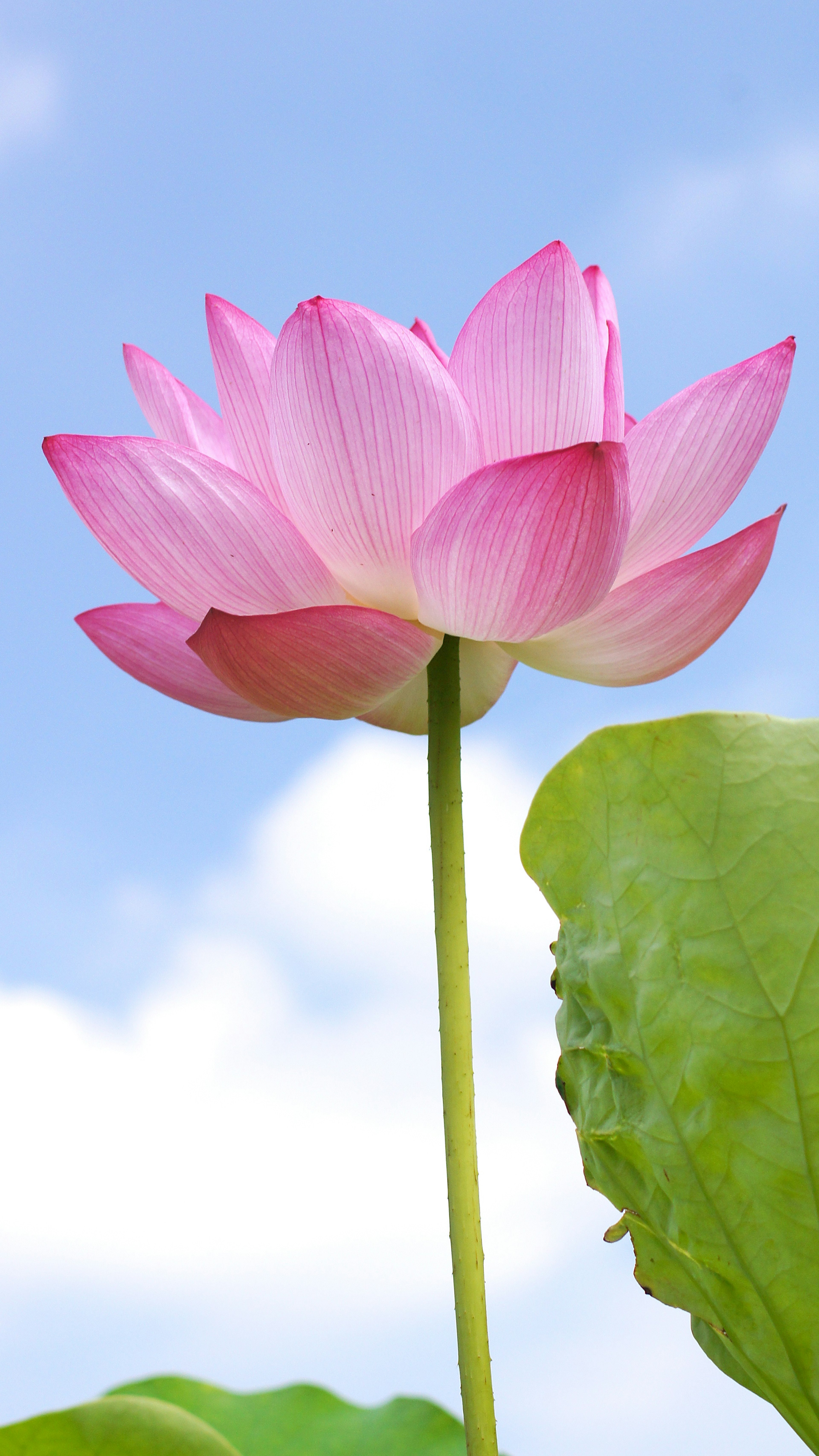 A pink lotus flower blooming under a blue sky