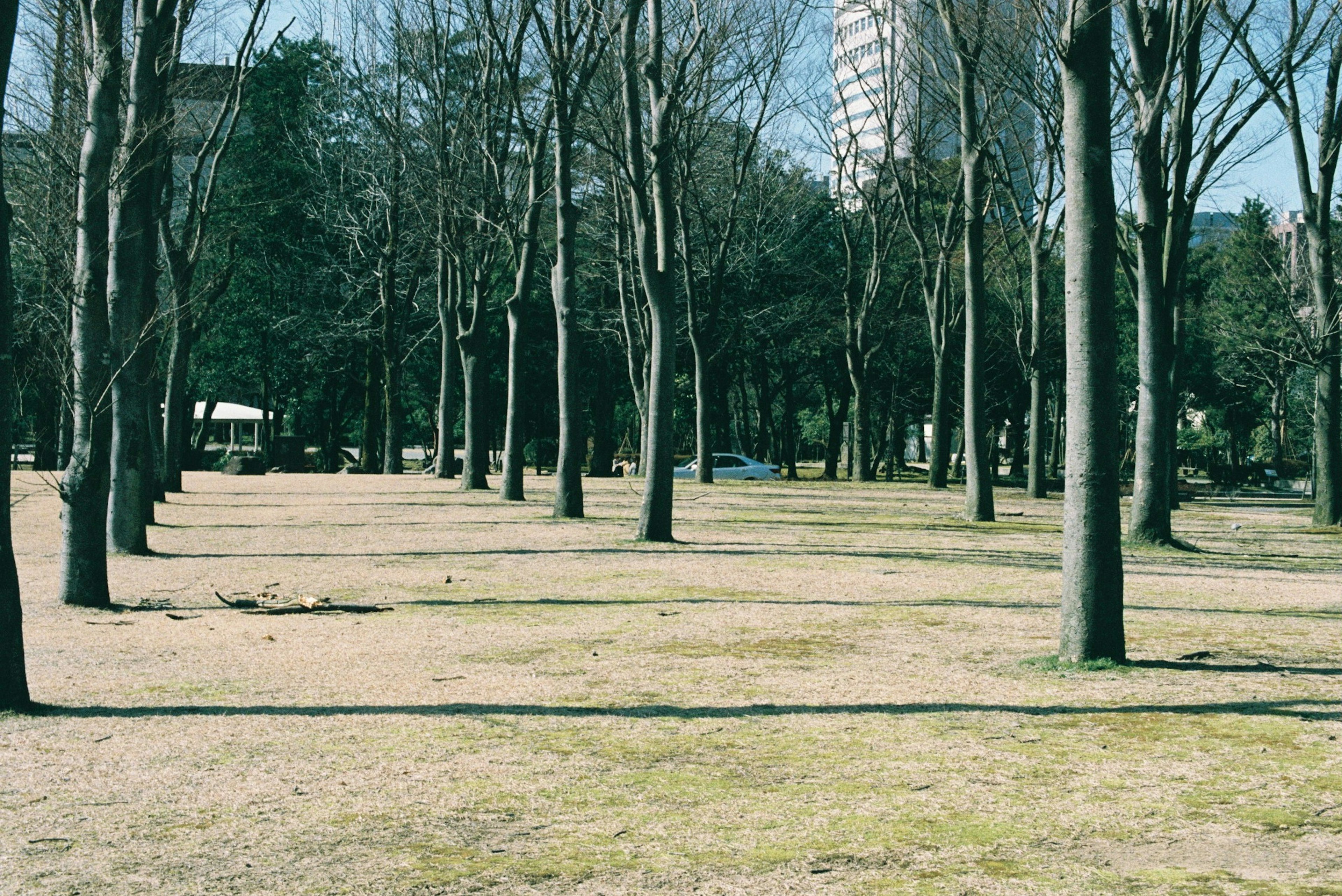 木々が並ぶ公園の風景で、青空の下に乾燥した地面が広がる