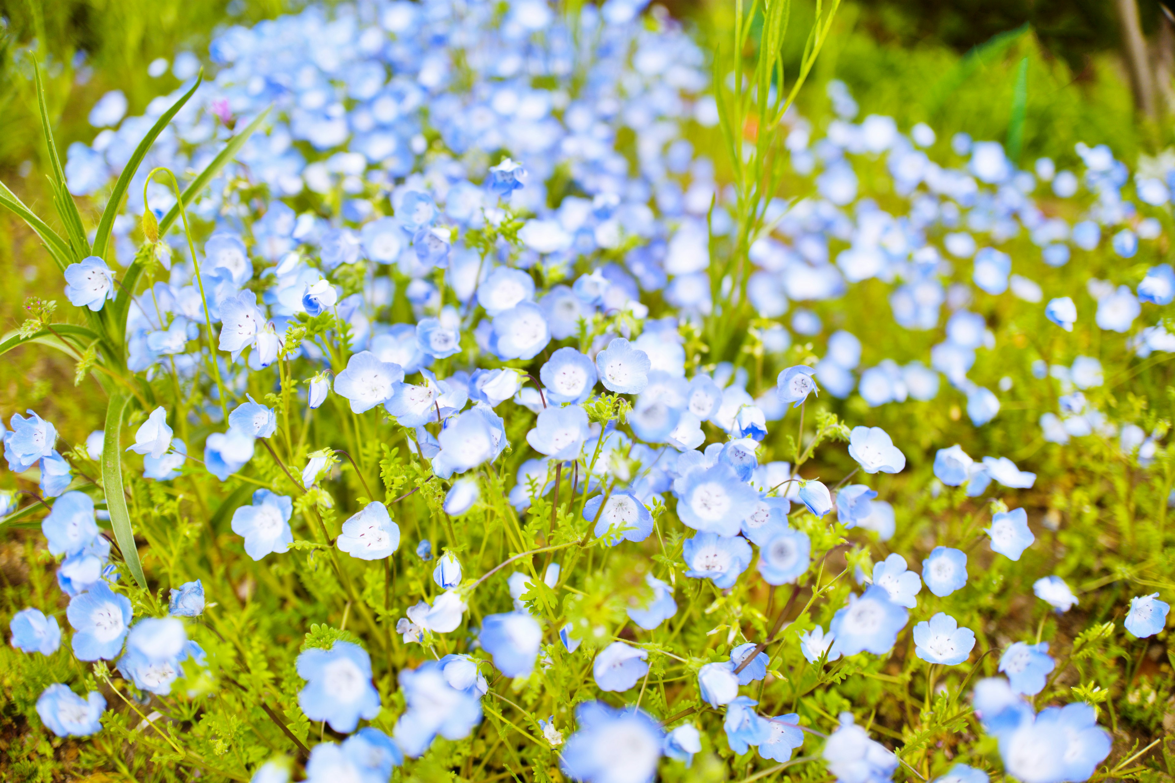 Field of delicate blue flowers surrounded by green grass