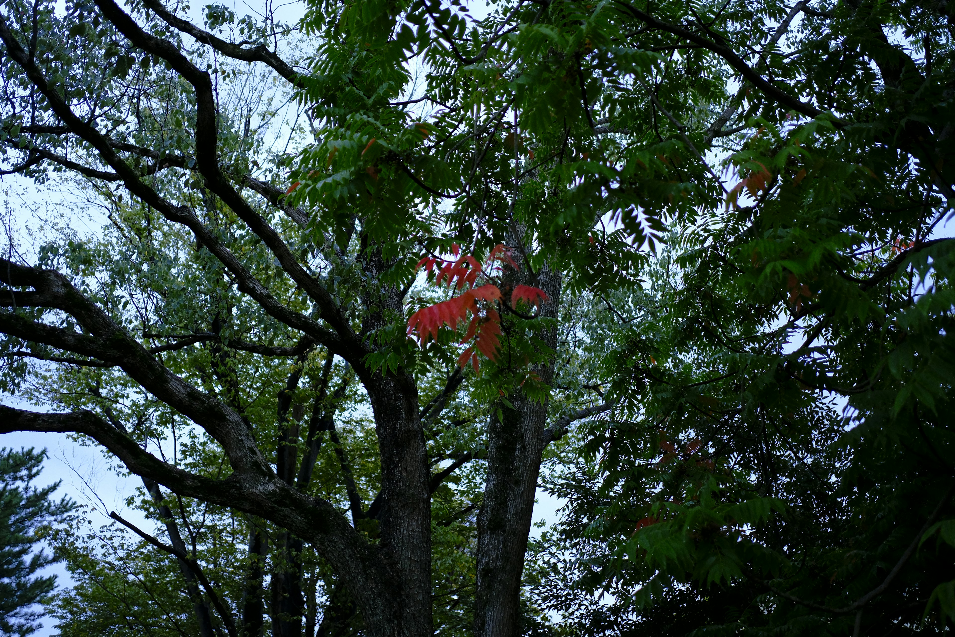 Ansicht eines Baumes mit grünen Blättern, der ein rotes Objekt zwischen den Zweigen zeigt