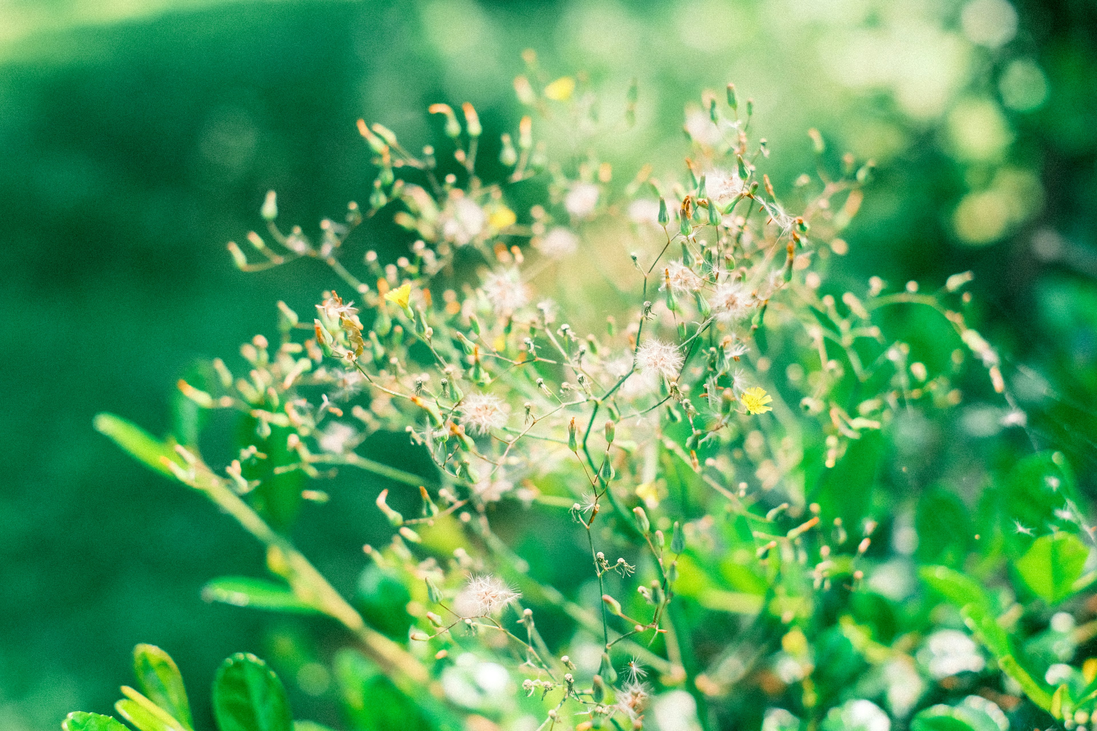 Primer plano de flores delicadas y hojas sobre un fondo verde