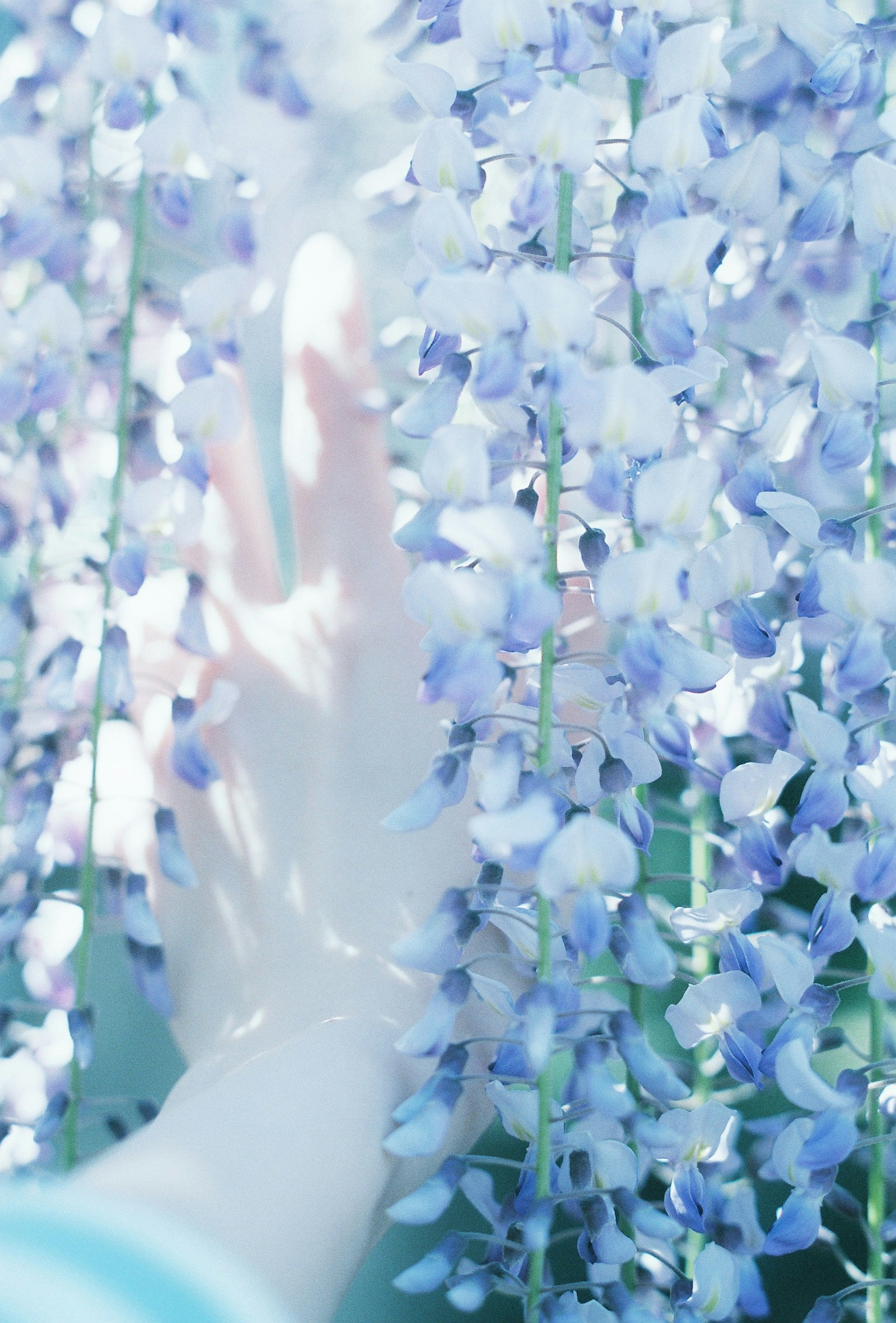 A delicate hand reaching out to touch soft blue flowers