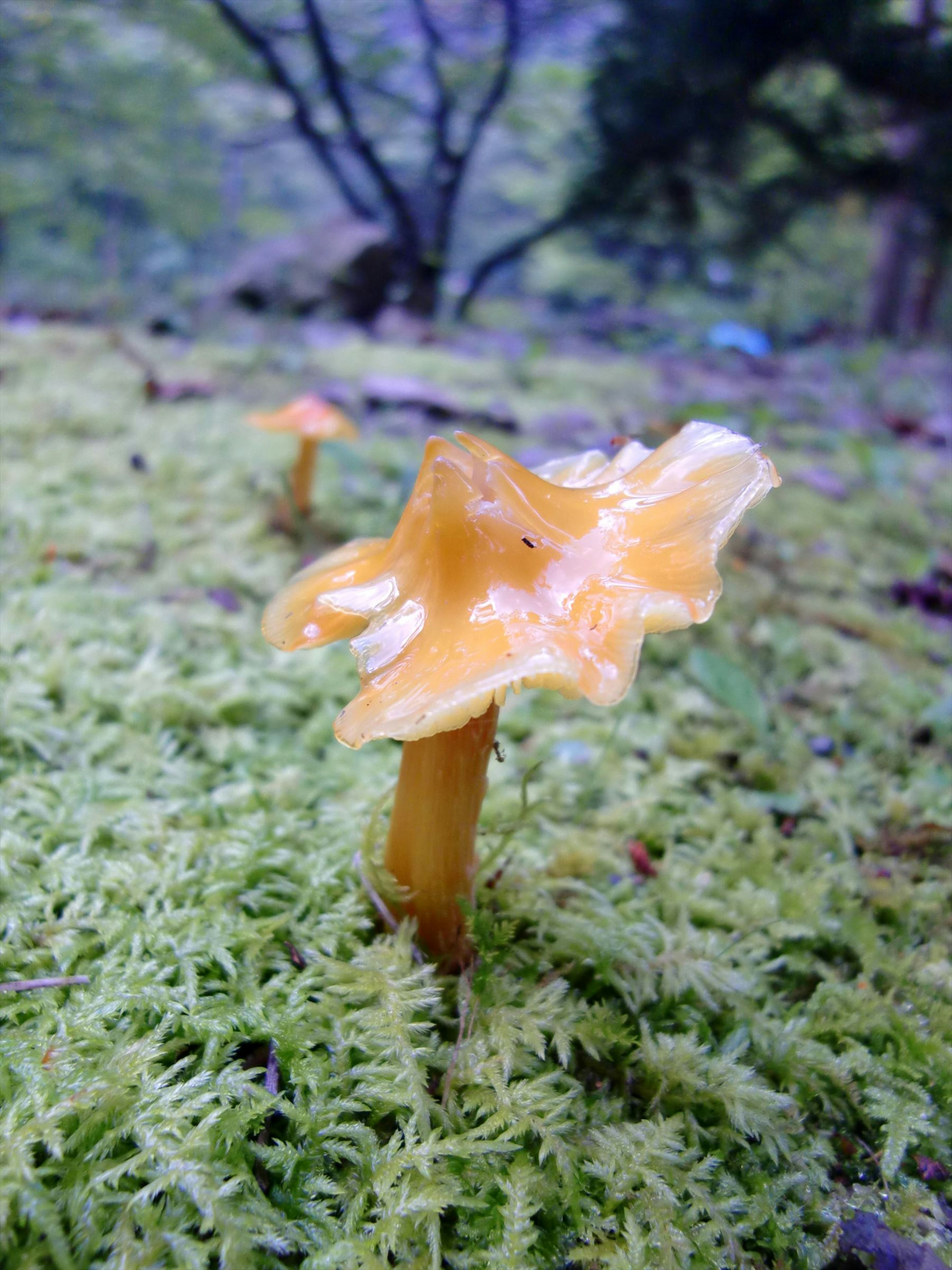 Funghi gialli che crescono su muschio in una foresta