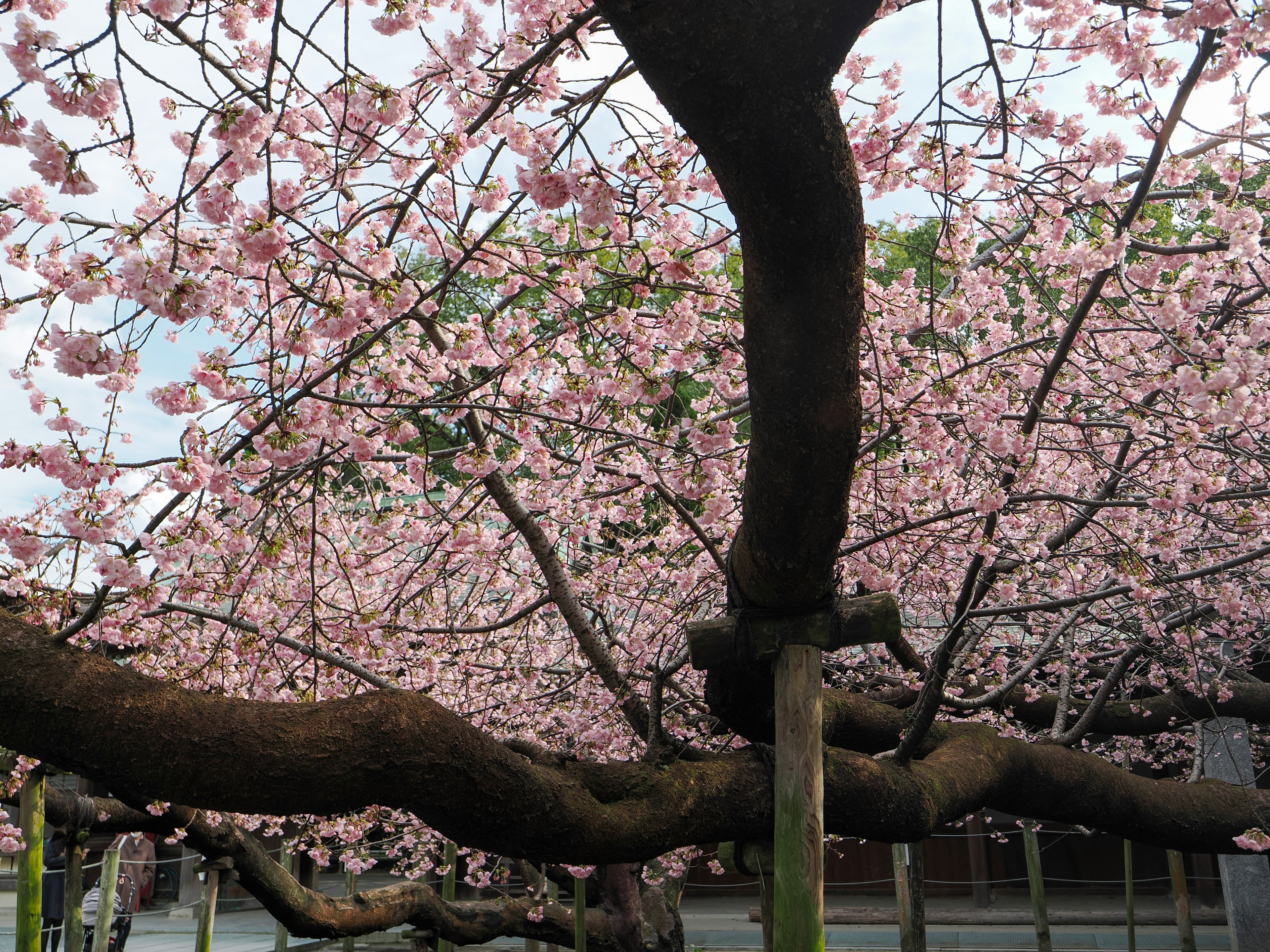 Kirschbaumzweige, die sich mit schönen rosa Blüten ausbreiten