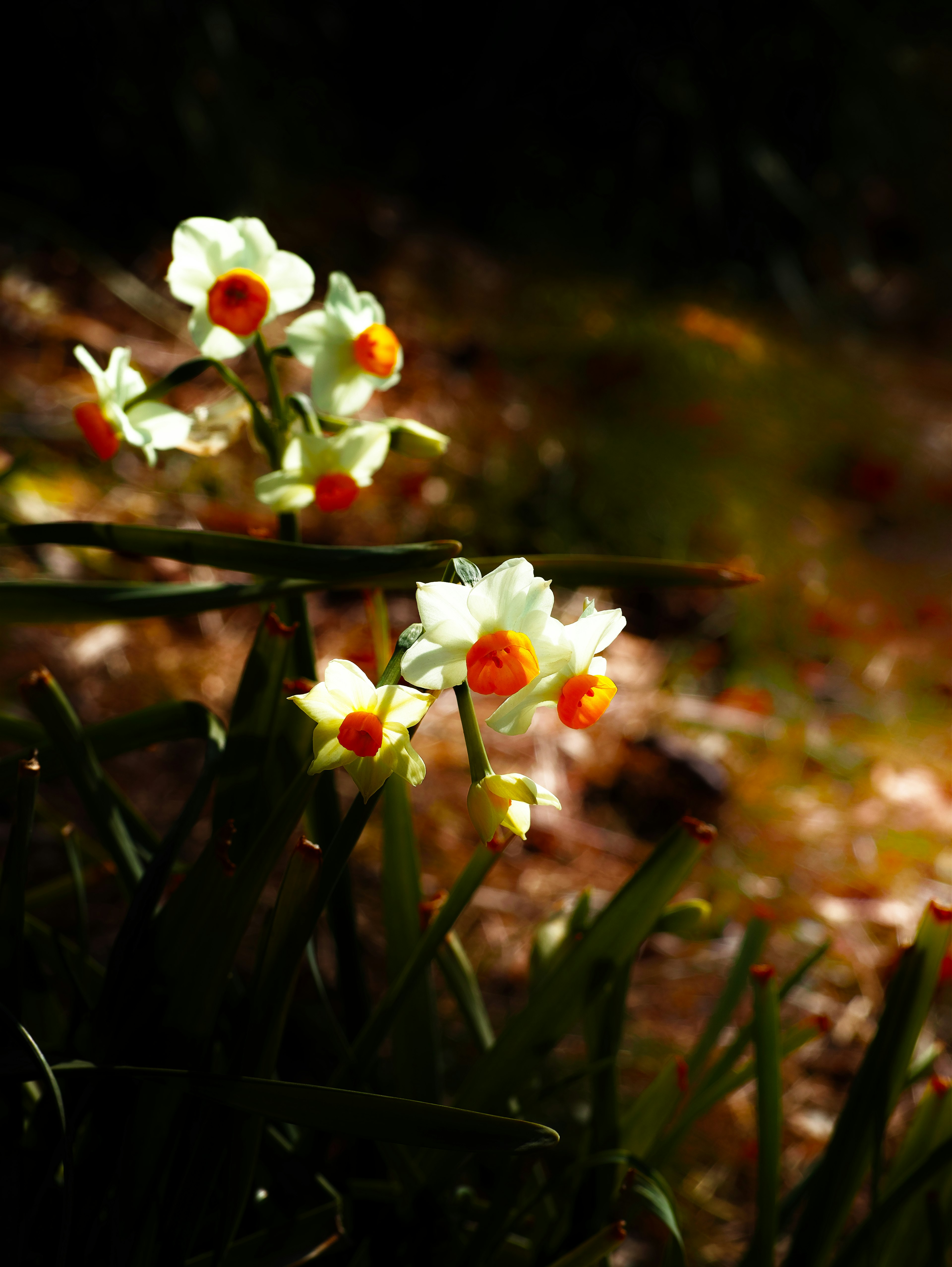 Cluster von weißen Narzissen mit orangefarbenen Zentren, die zwischen grünem Laub blühen