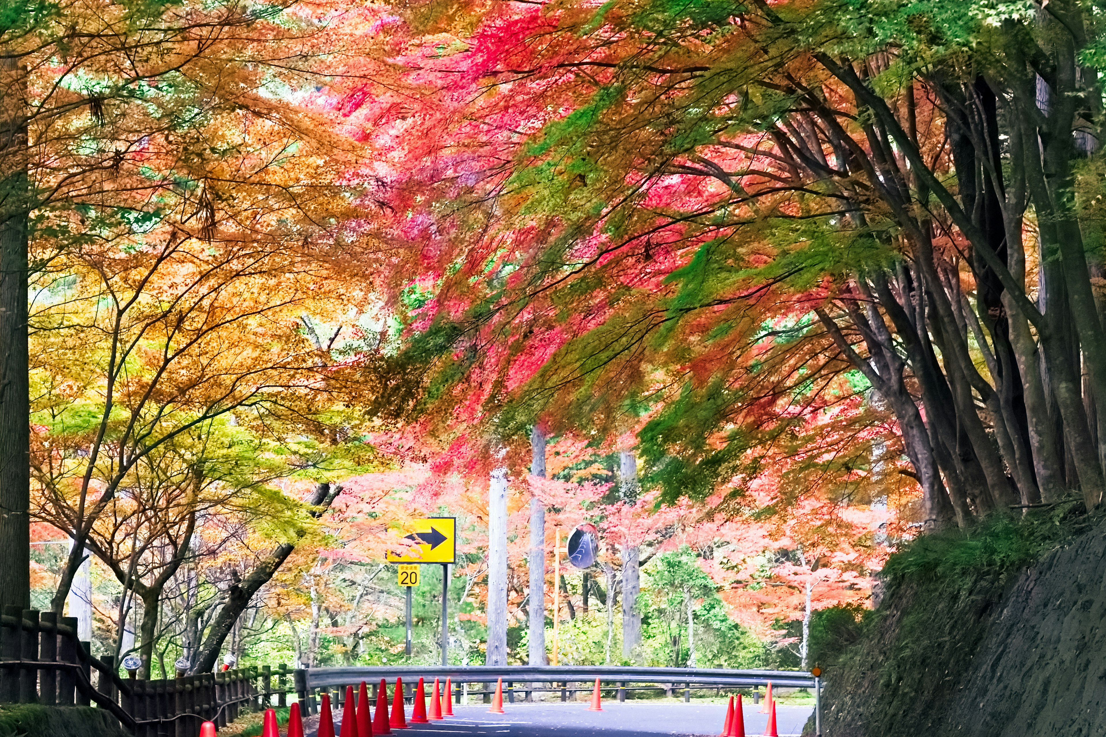 秋季色彩斑斓的树木环绕的道路景色