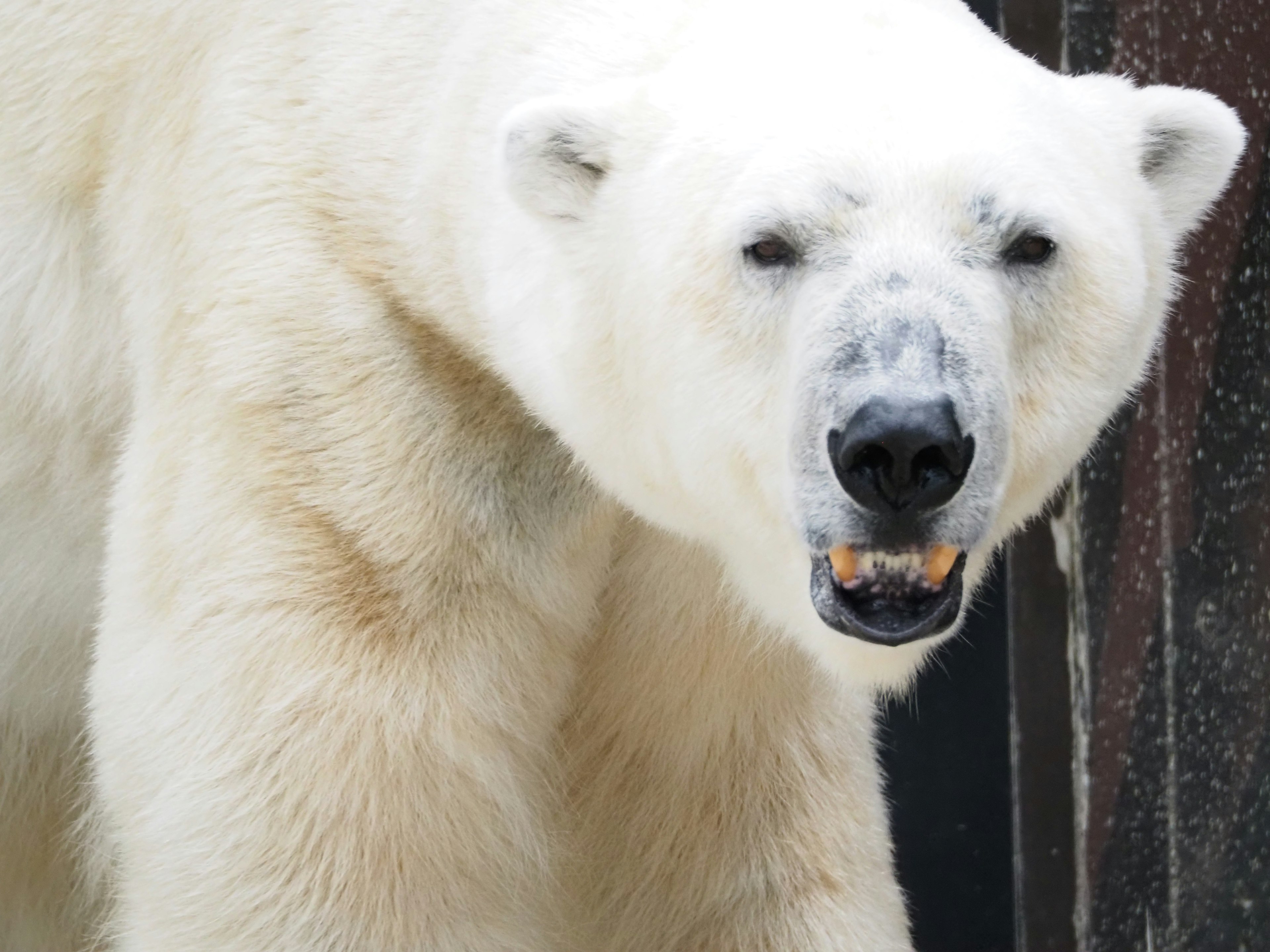 A polar bear approaching with a focused expression