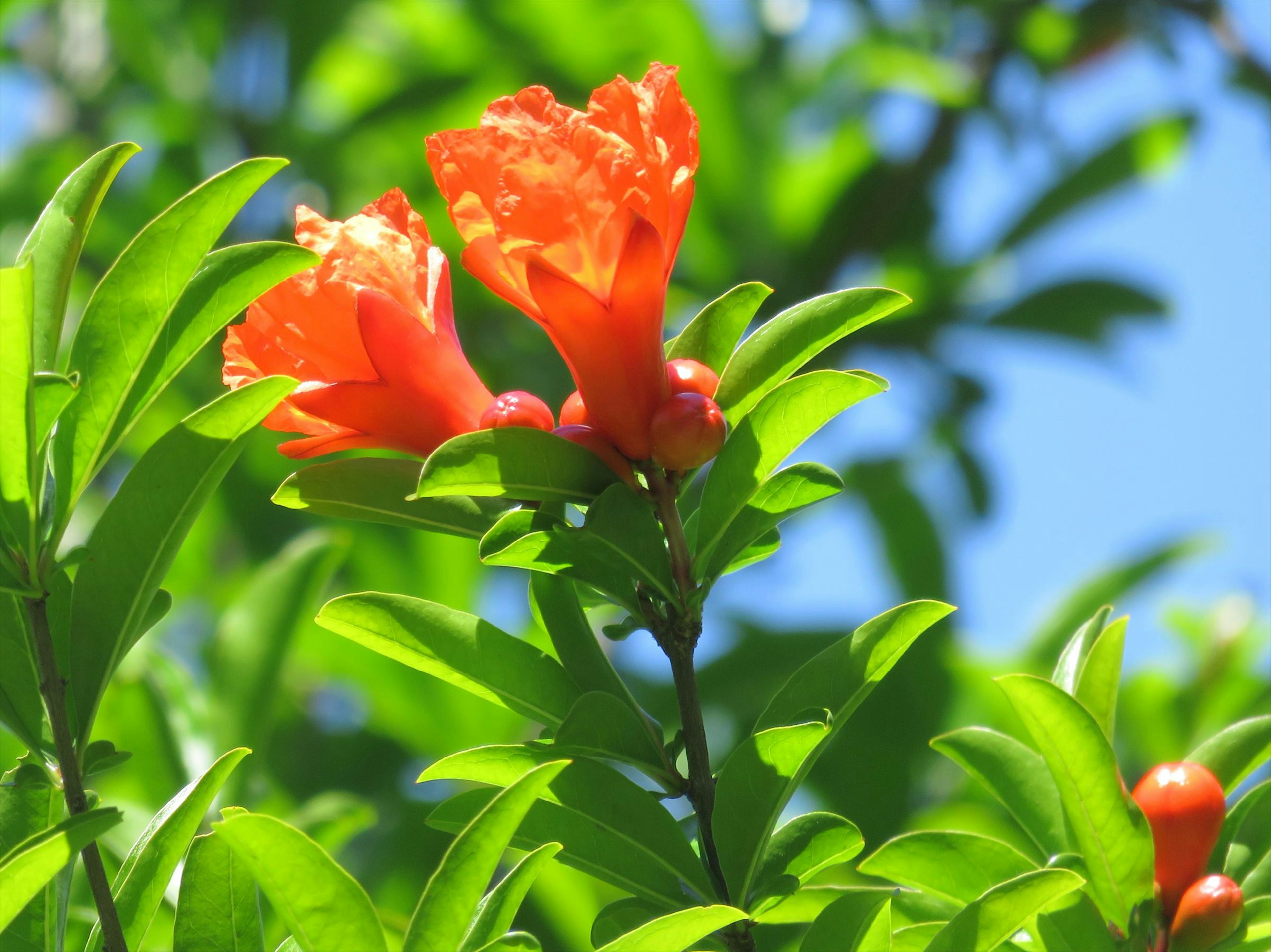 Vibrant orange pomegranate flowers blooming among green leaves