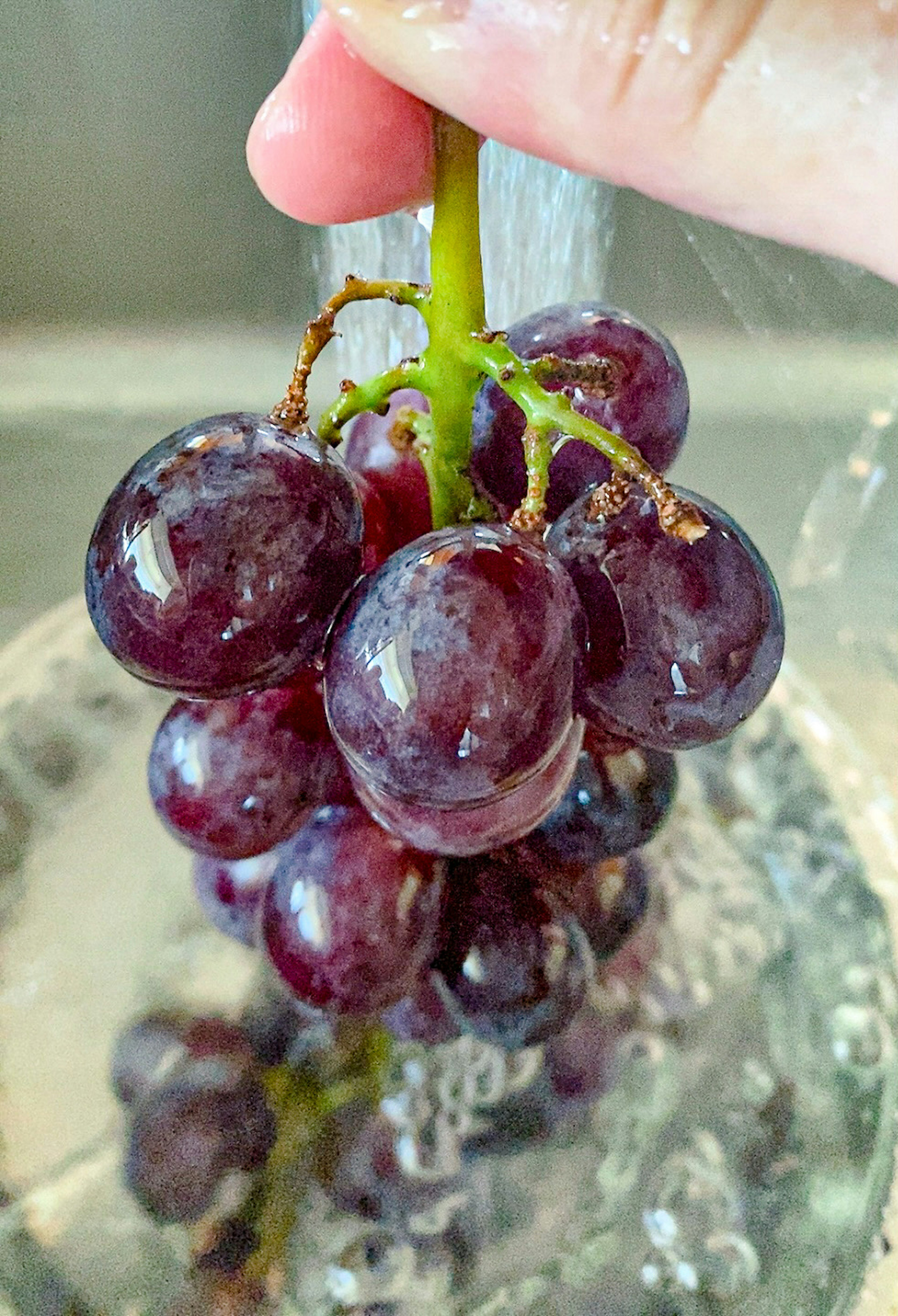 Grappolo di uva viola che viene lavato in acqua