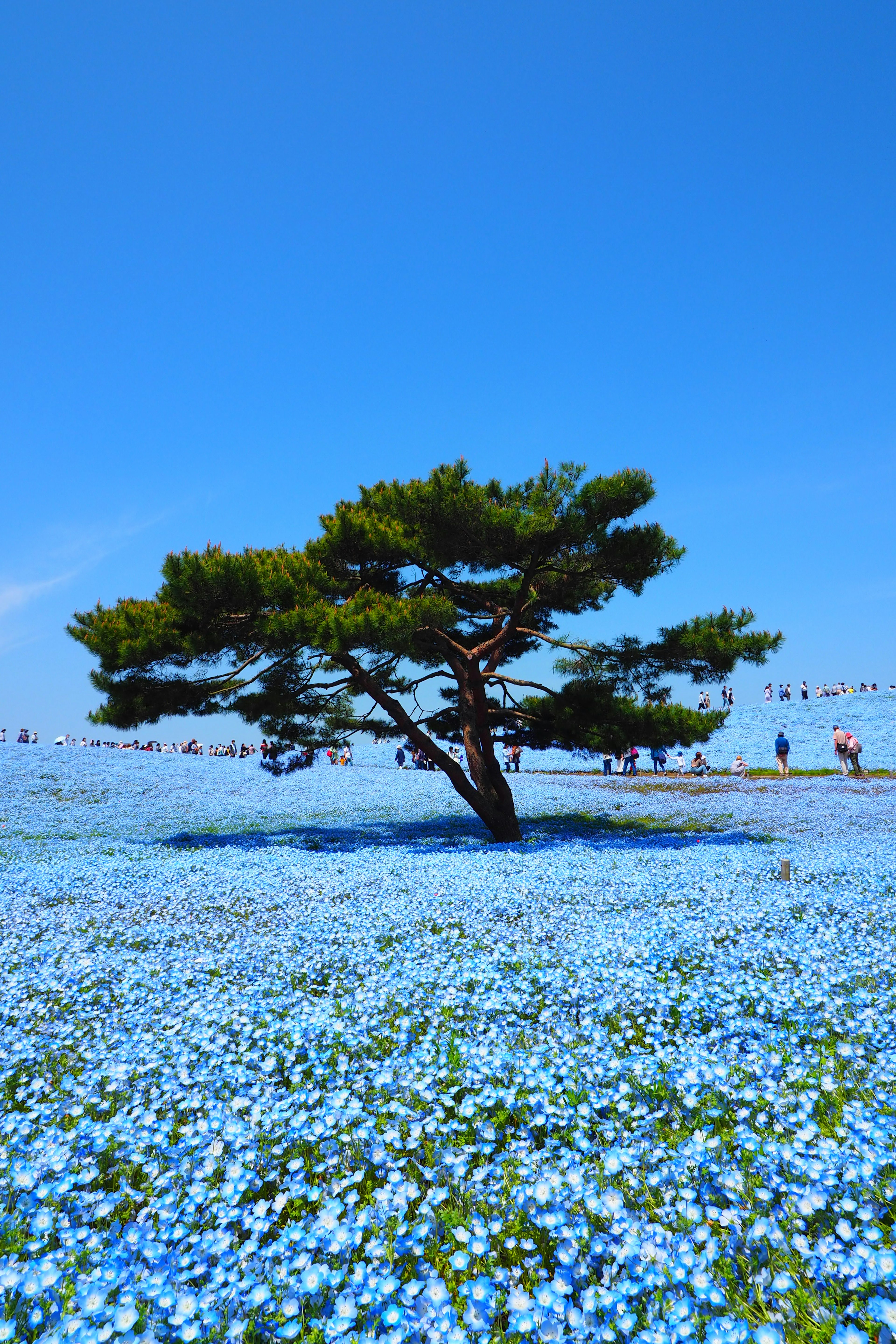 Un árbol solitario rodeado de flores azules bajo un cielo azul claro