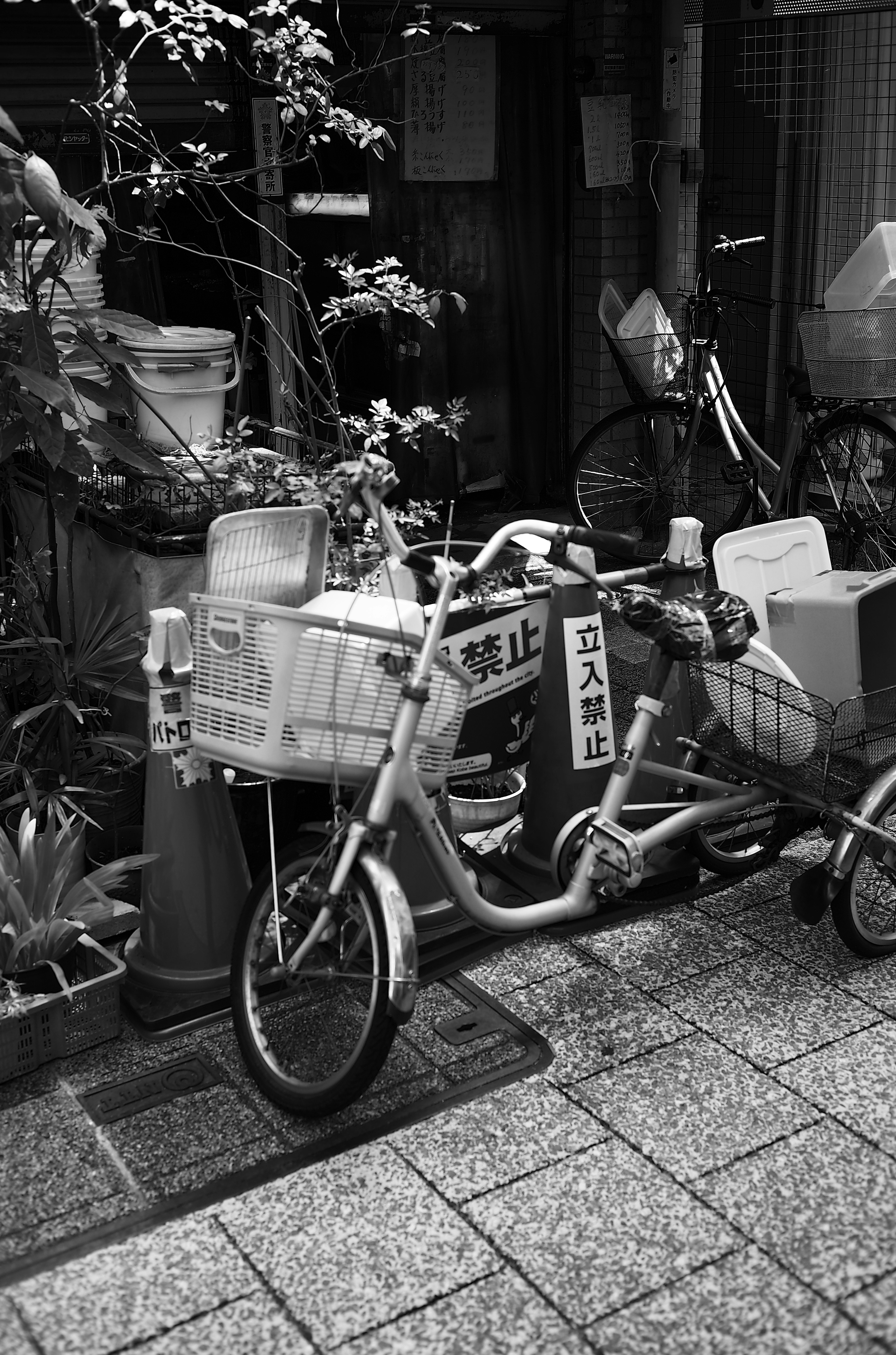 白黒の自転車が鮮やかな植物の近くに停まっている