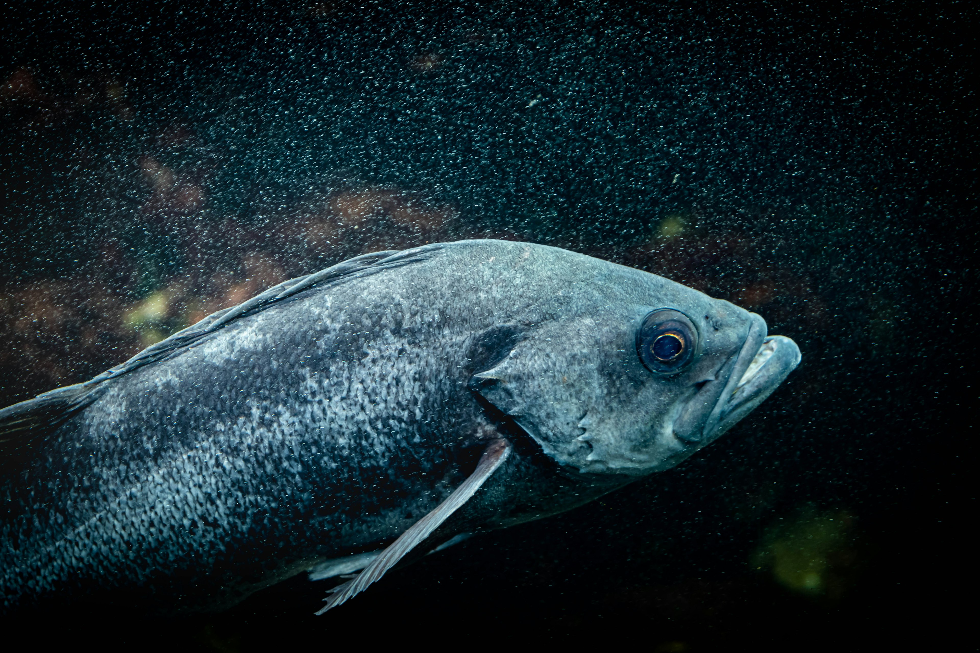 Close-up ikan yang berenang di bawah air dengan gelembung halus di latar belakang gelap