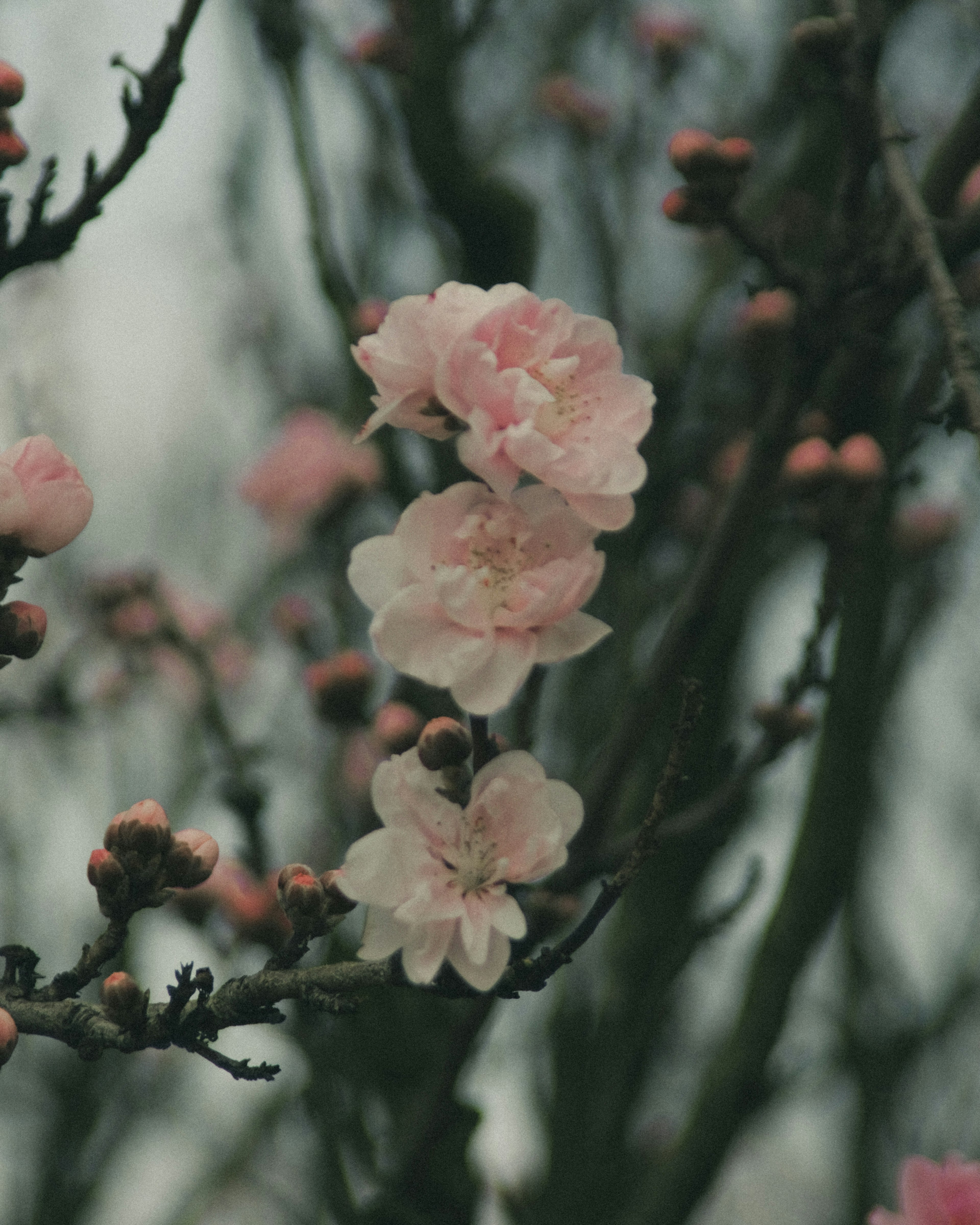 Nahaufnahme von blassrosa Blüten, die an einem Zweig blühen