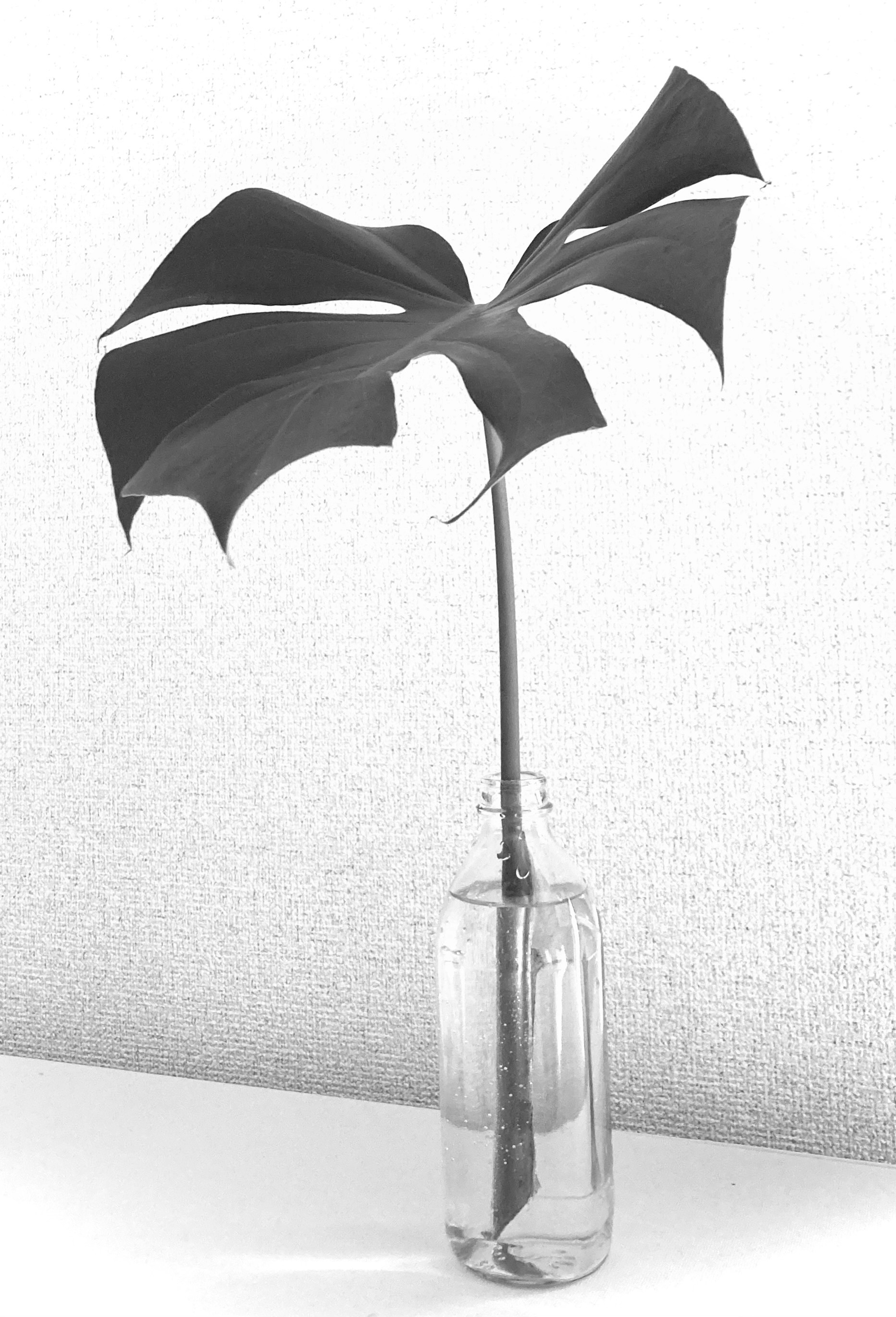 Ein Monstera-Blatt in einer klaren Flasche, das einen minimalistischen Einrichtungsstil zeigt