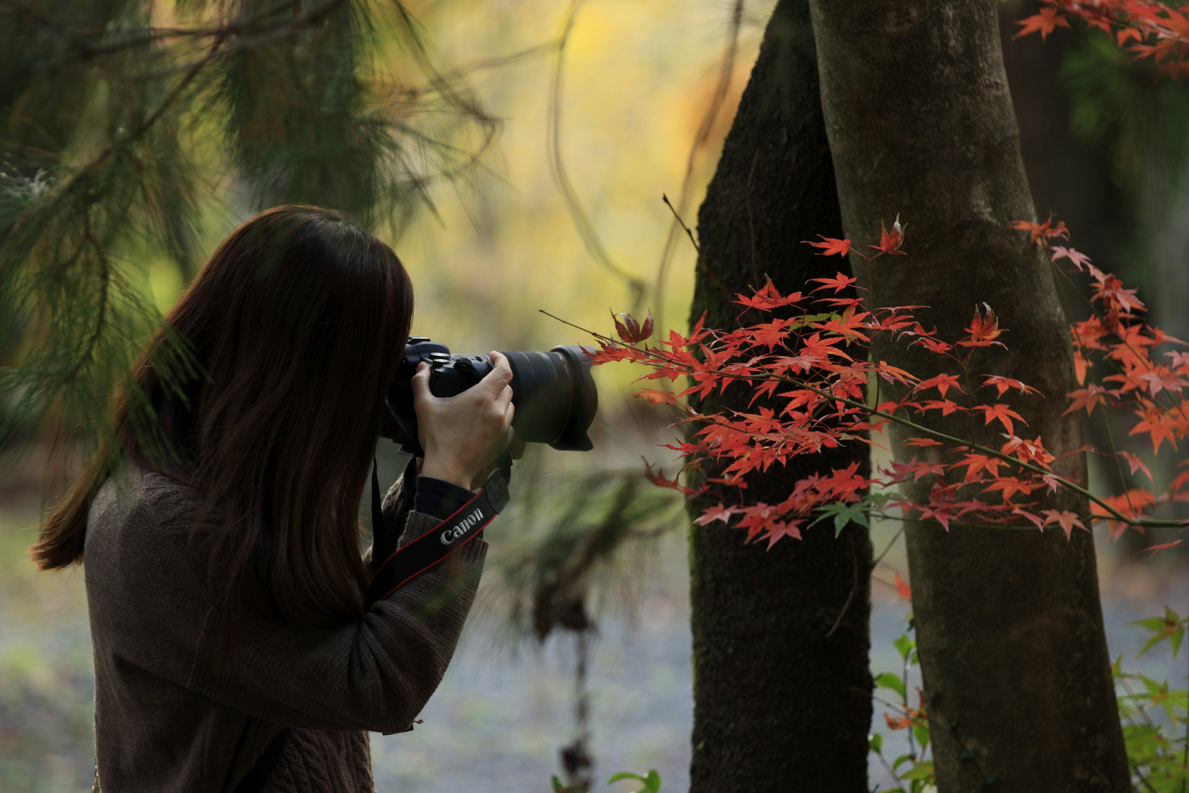 Frau, die Herbstblätter in einem Wald fotografiert