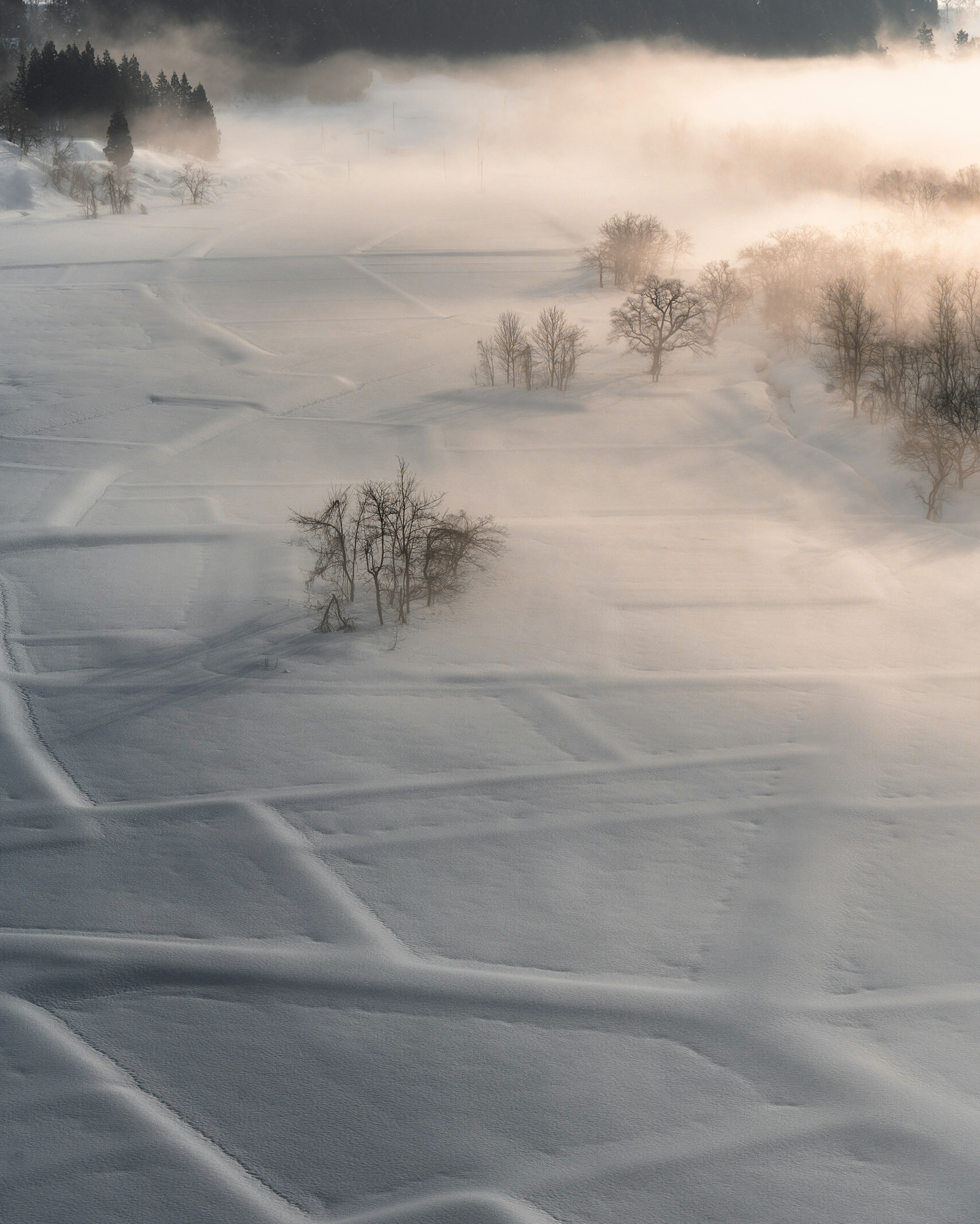 Snow-covered landscape with fog and scattered trees