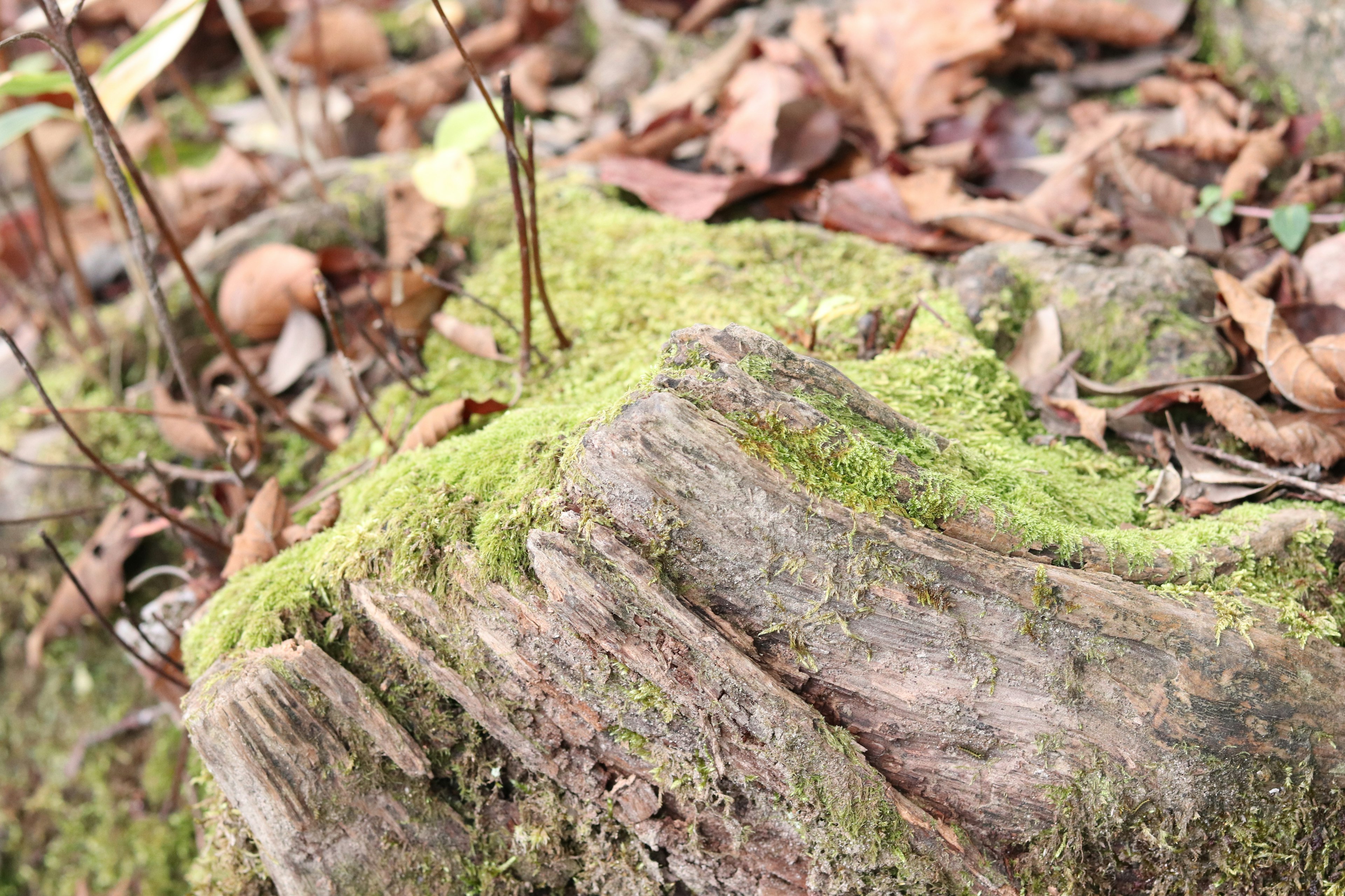 Primo piano di un ceppo d'albero coperto di muschio circondato da foglie secche