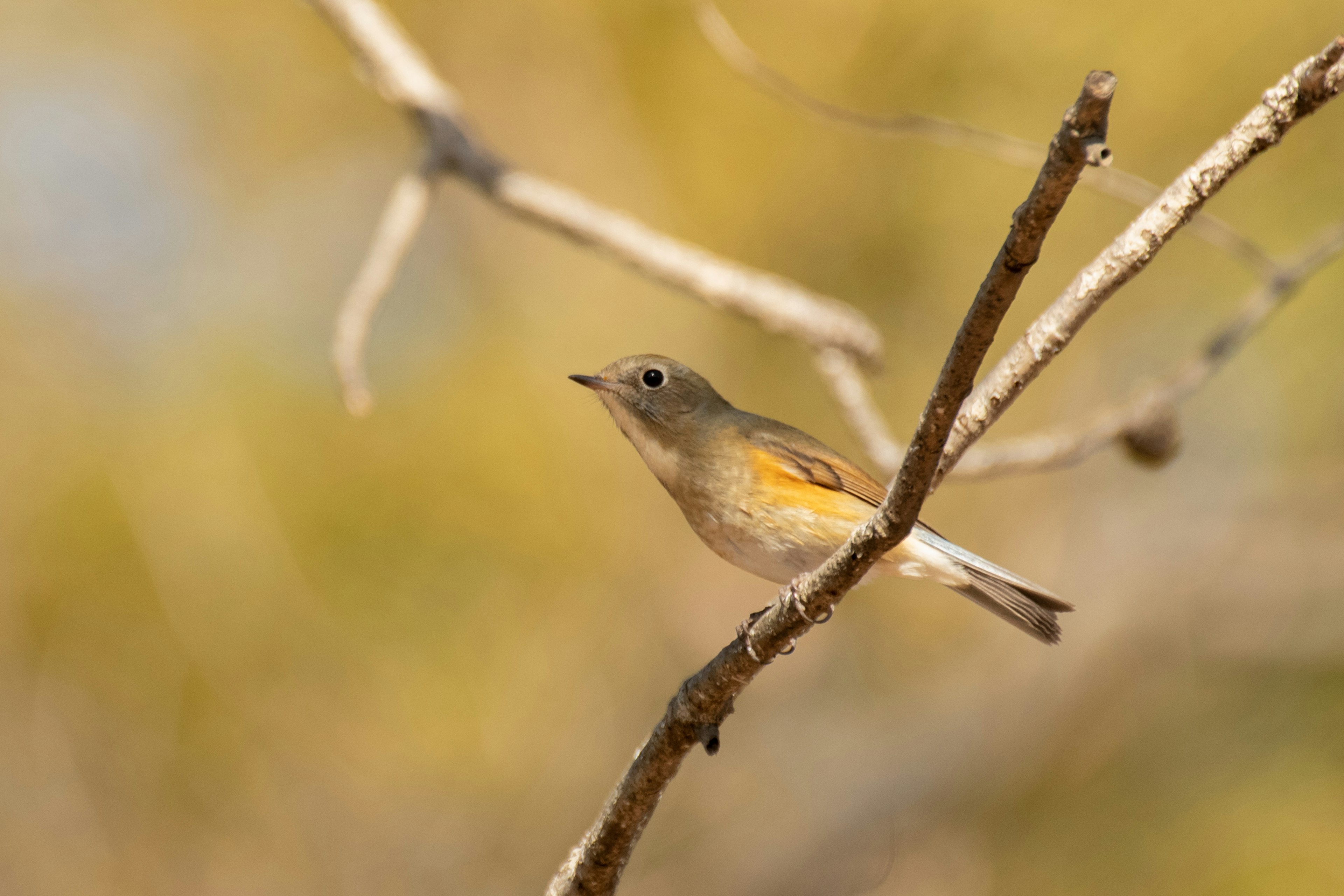 Seitenansicht eines kleinen gelben Vogels auf einem Zweig