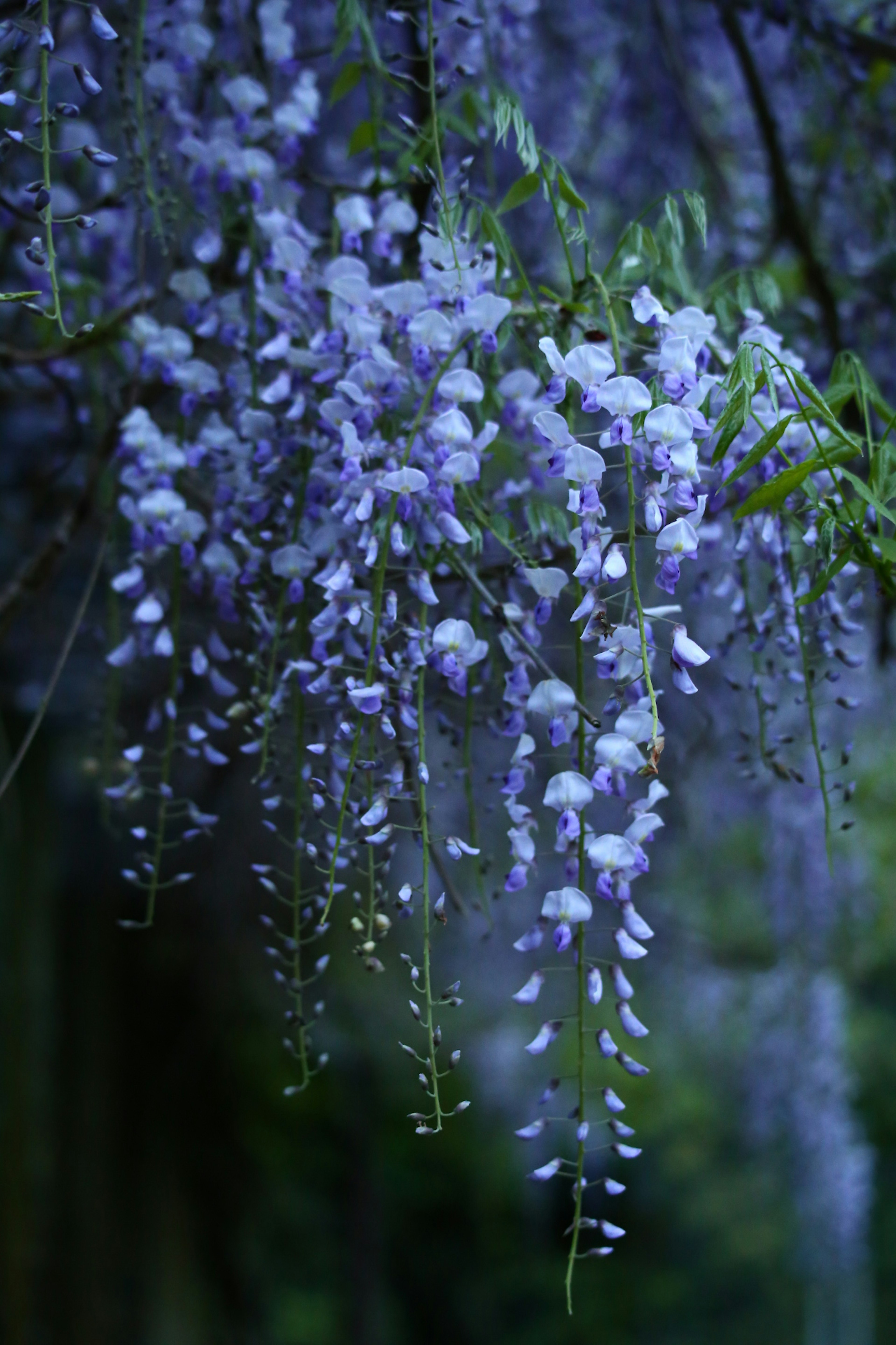 青紫色の藤の花が垂れ下がっている風景