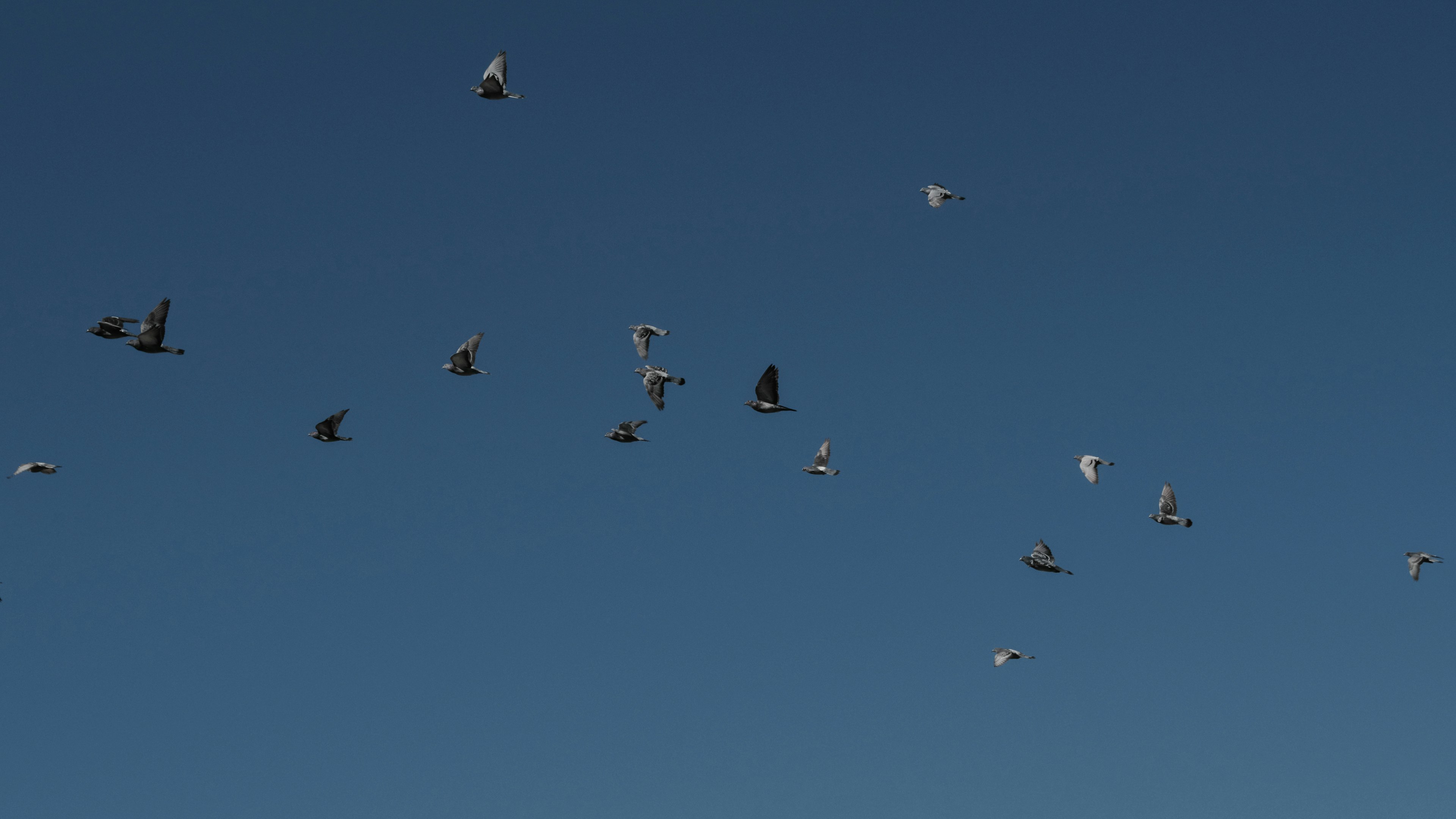 Many birds flying in the blue sky