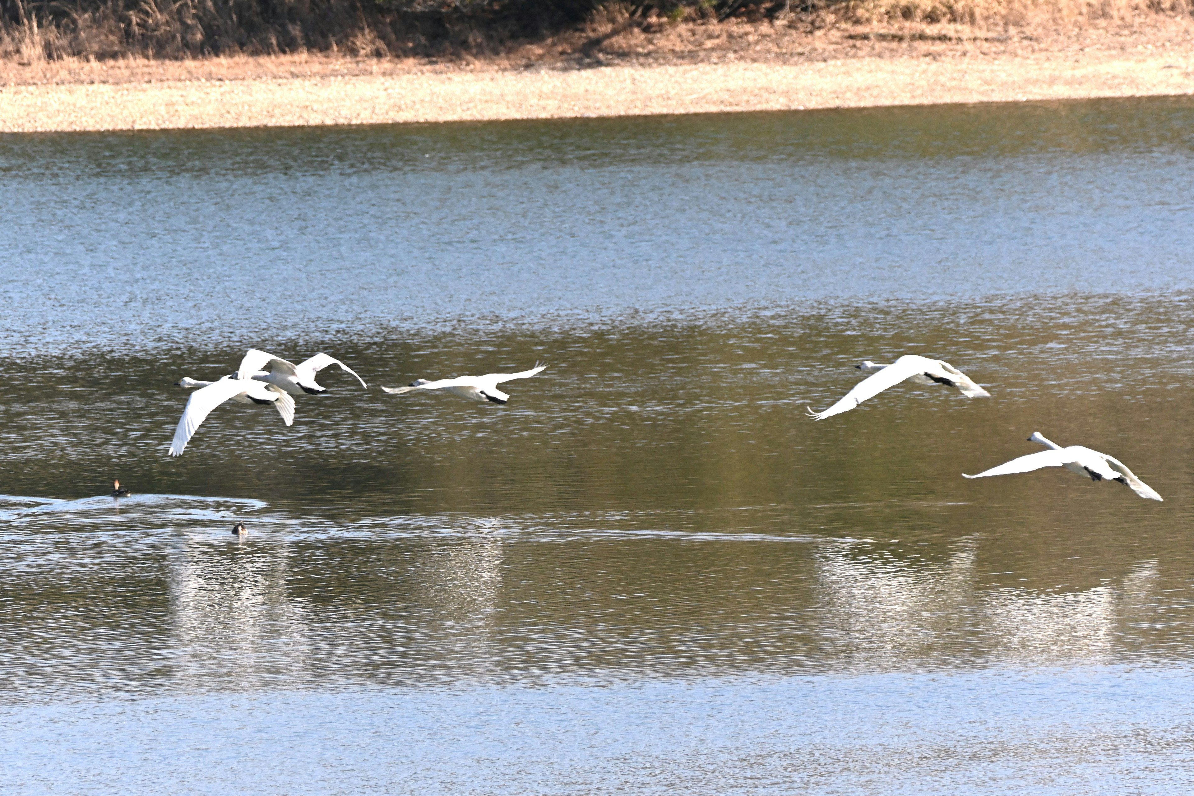 Weiße Vögel fliegen über eine ruhige Wasseroberfläche