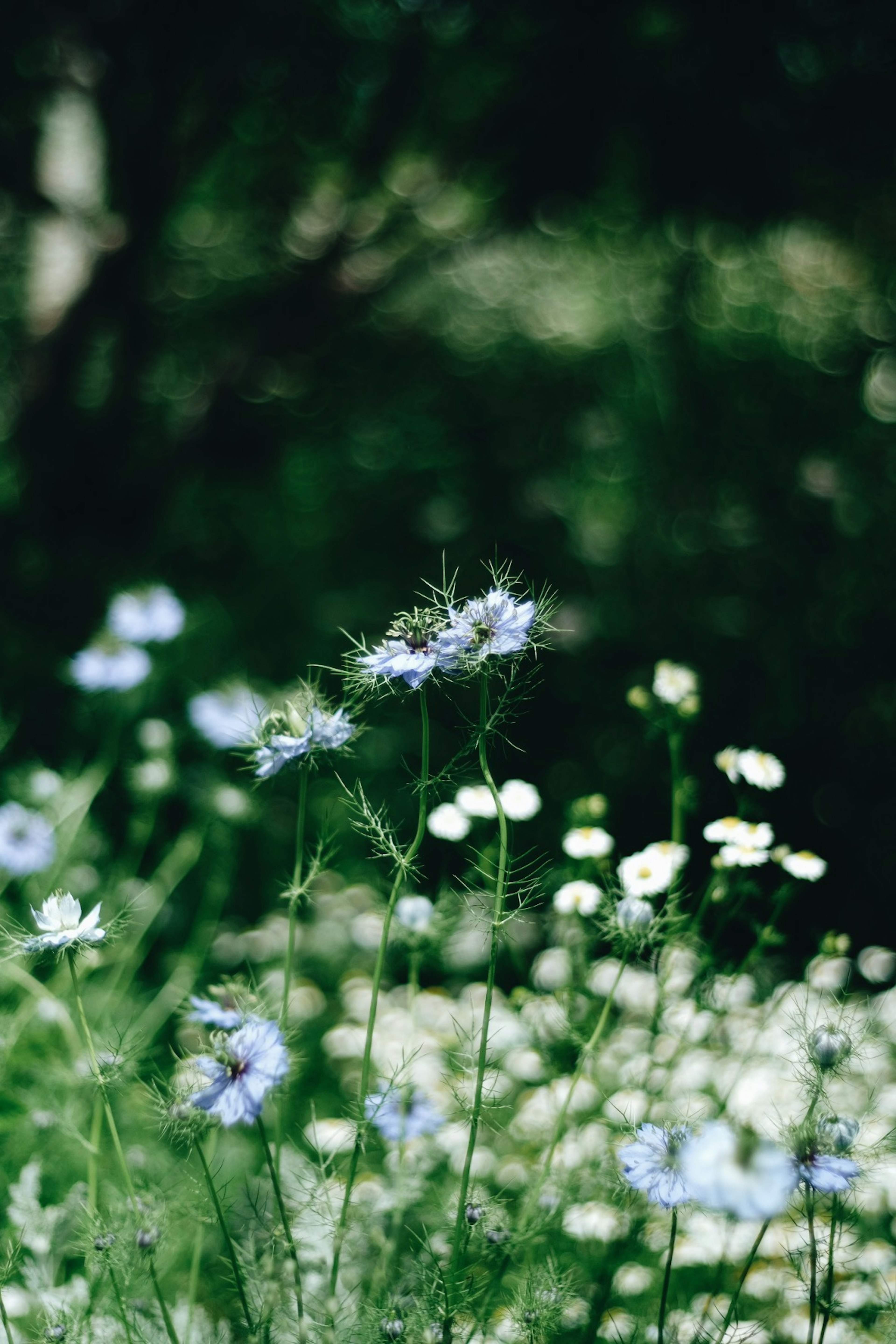 Un prato verde con fiori blu e bianchi sfocati